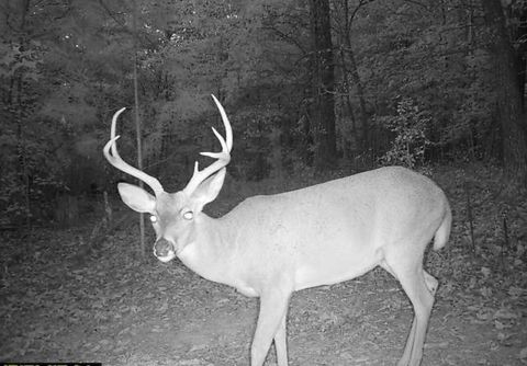 Tiny photo for 16127 Lakewood Drive, Sale Creek, TN 37373 (MLS # 1529460)