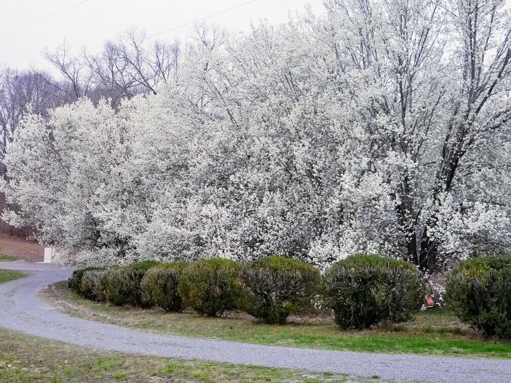 919 John Burch Road, Dunlap, Tennessee image 13