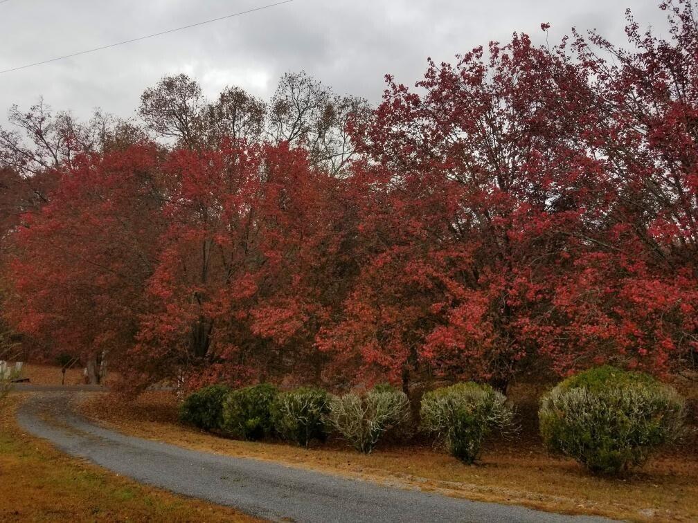 919 John Burch Road, Dunlap, Tennessee image 12