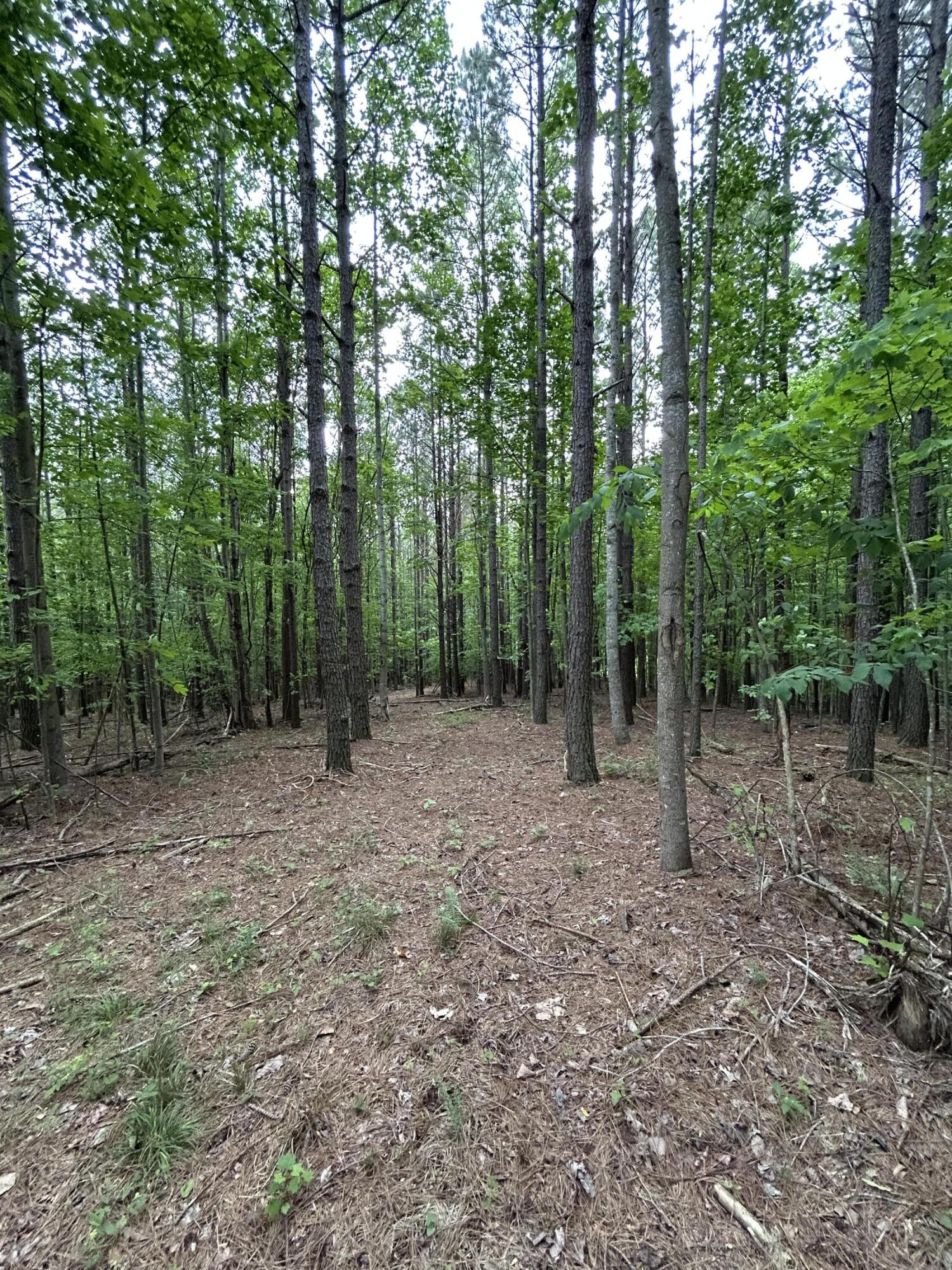 464 Moonlight Lane #JF-440, Jasper, Tennessee image 12