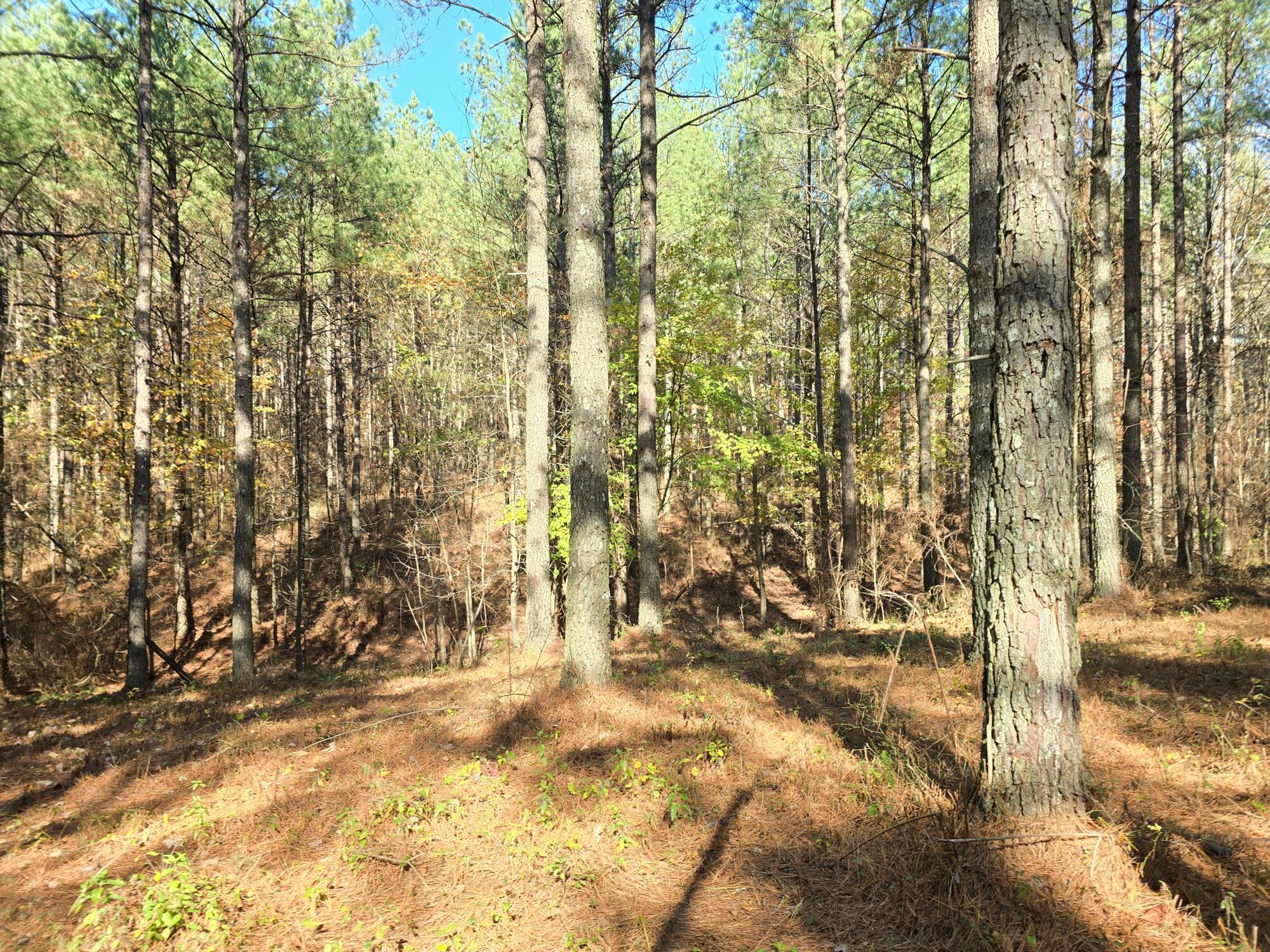 00 Melody Dr, Guild, Tennessee image 10