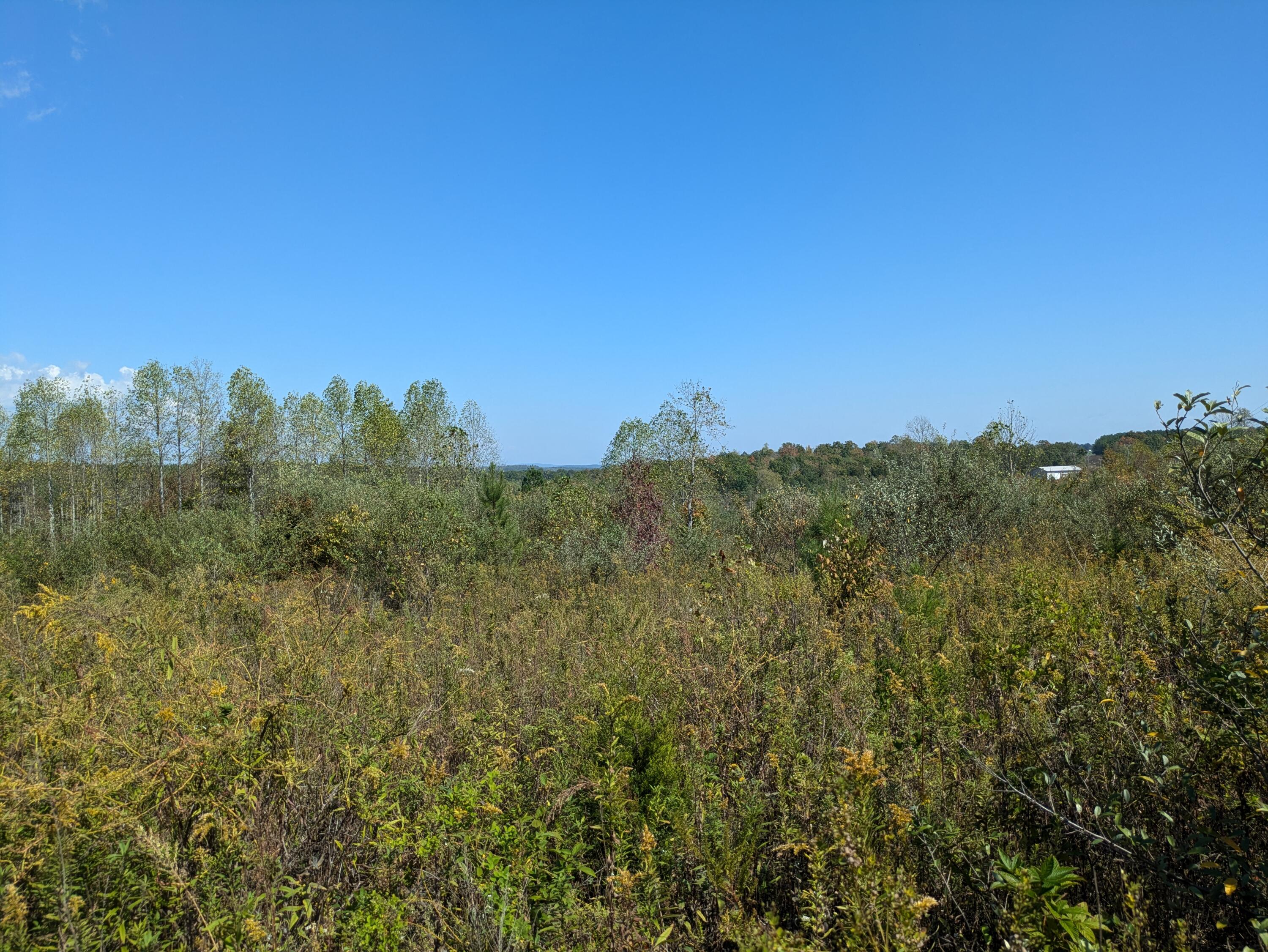 Shut In Gap Road #7, Spring City, Tennessee image 5
