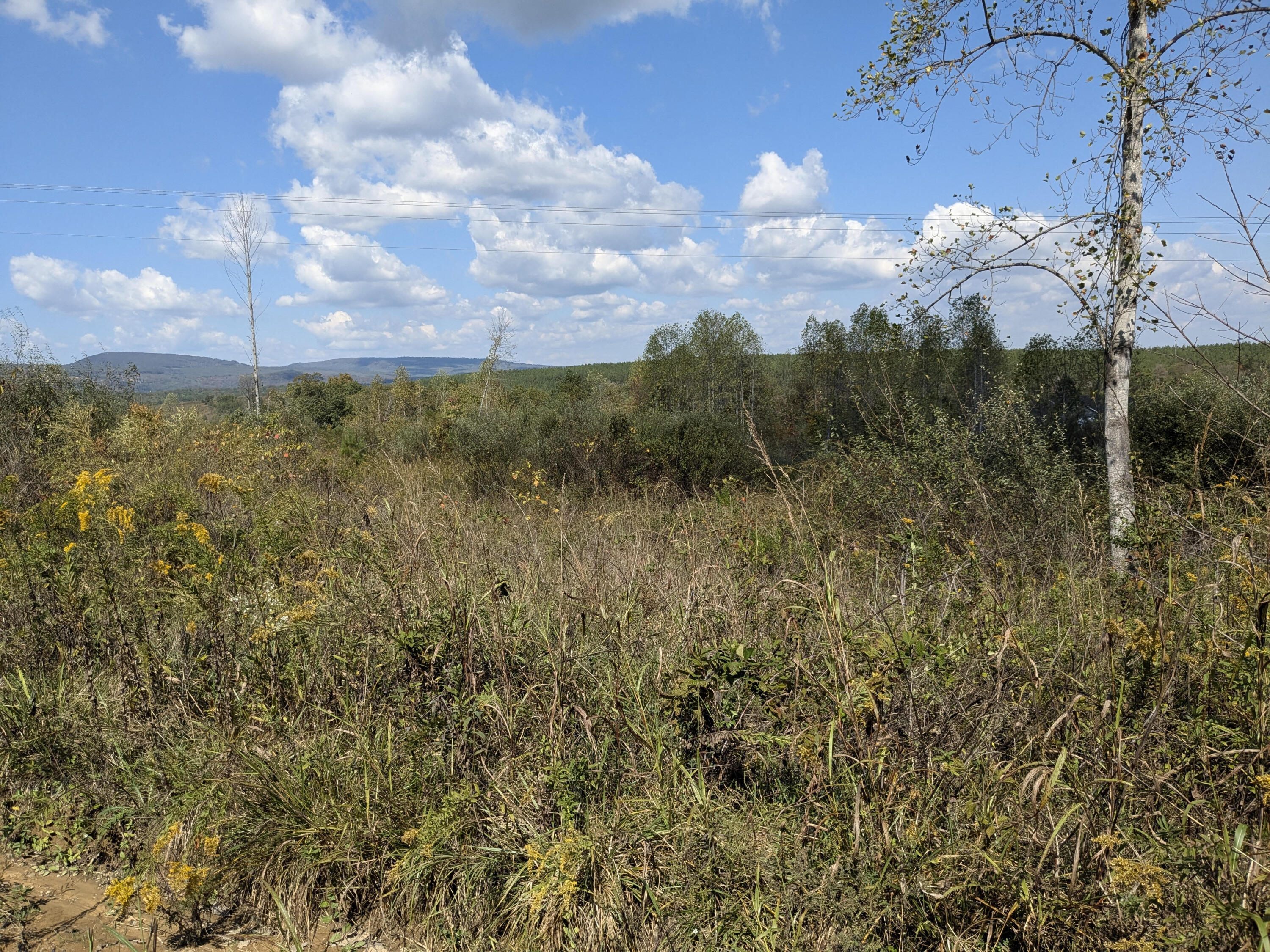 Shut In Gap Road #7, Spring City, Tennessee image 3