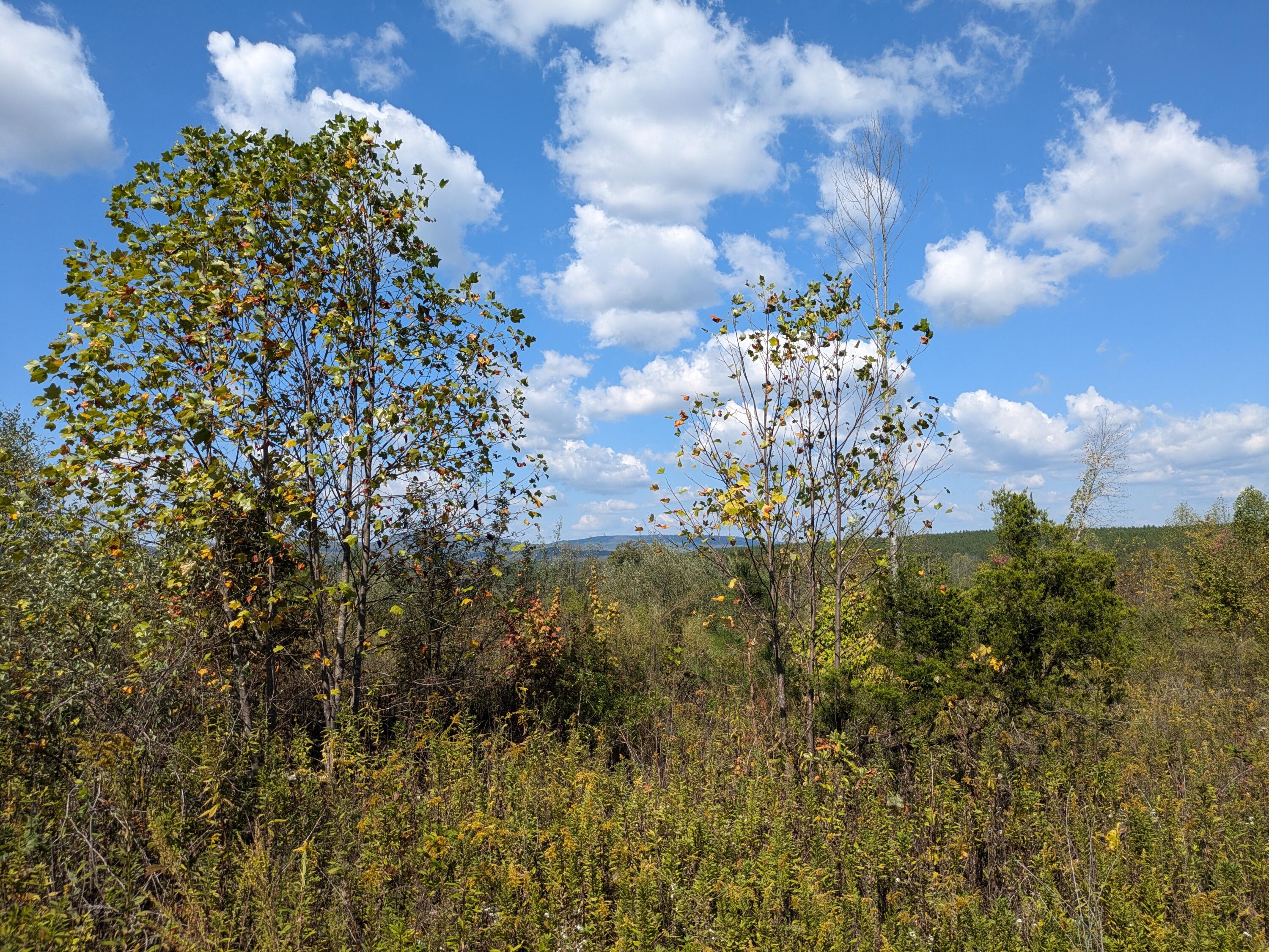 Shut In Gap Road #7, Spring City, Tennessee image 6