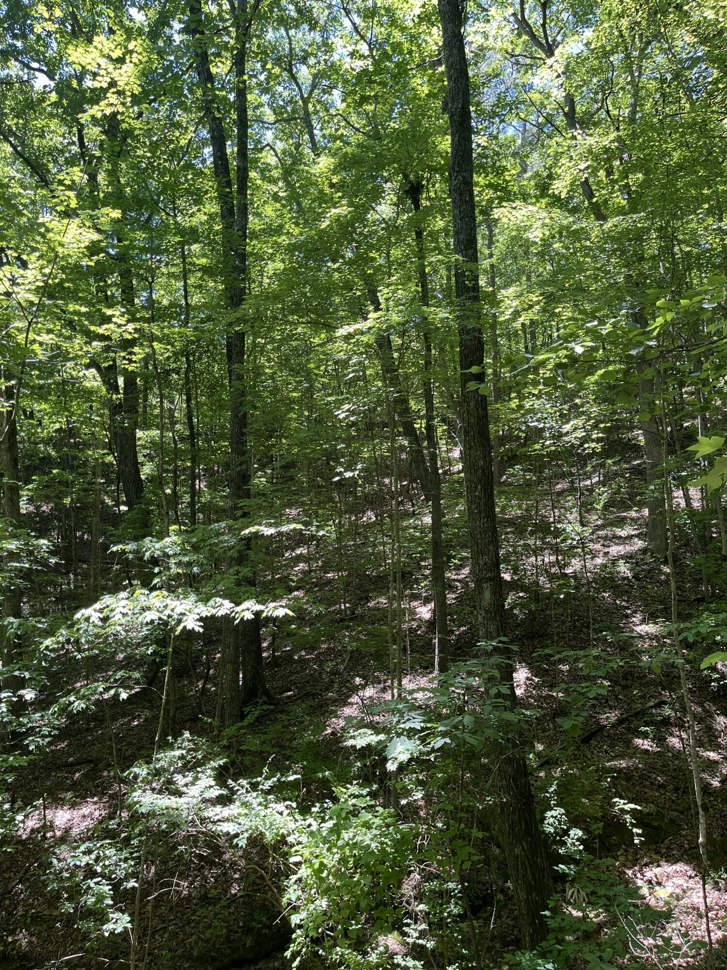 4300 Pocket Road, Whitwell, Tennessee image 38
