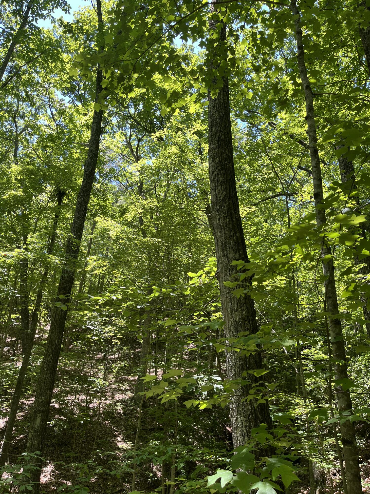 4300 Pocket Road, Whitwell, Tennessee image 37