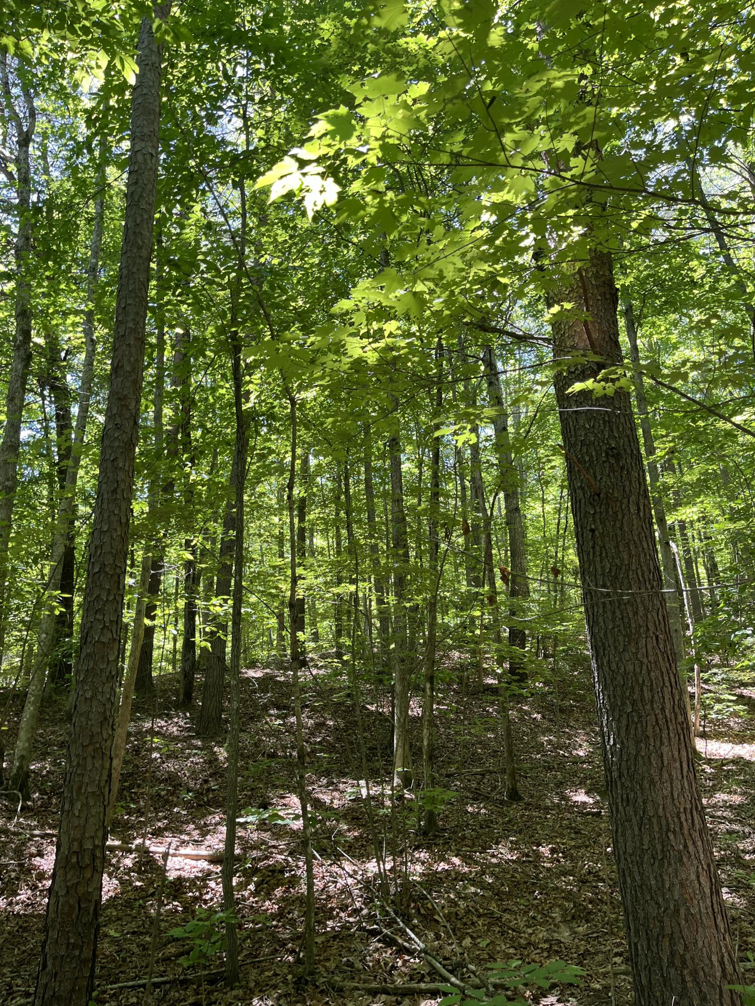 4300 Pocket Road, Whitwell, Tennessee image 13