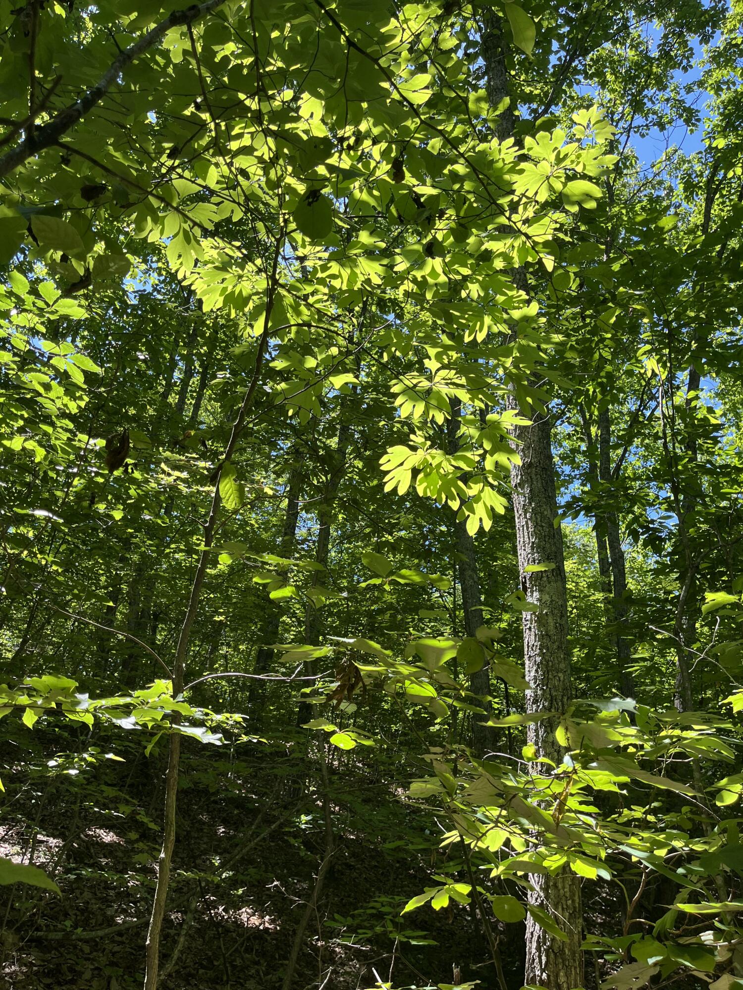 4300 Pocket Road, Whitwell, Tennessee image 12