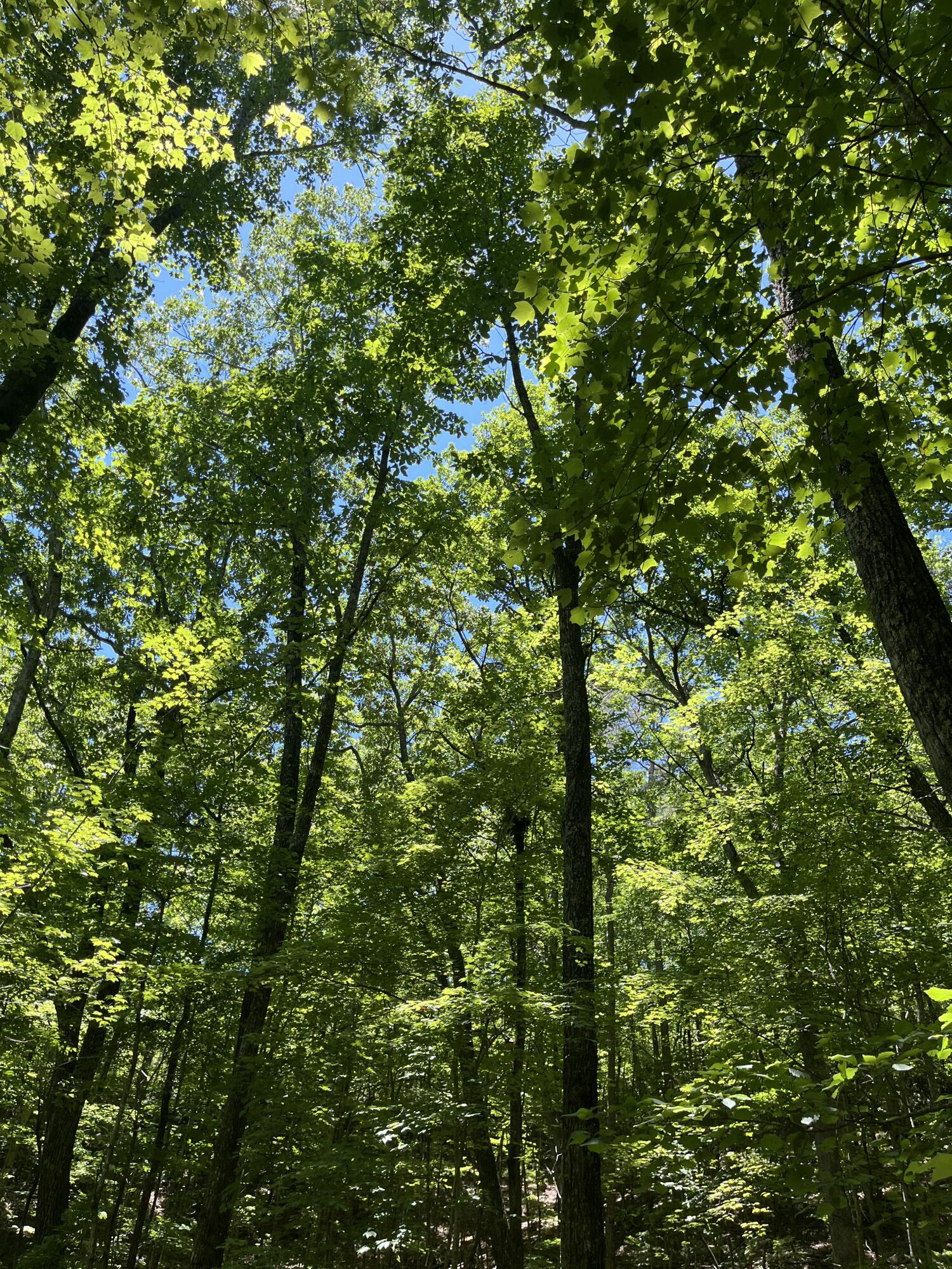 4300 Pocket Road, Whitwell, Tennessee image 36