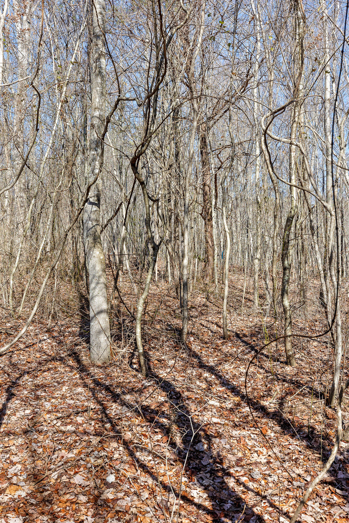 4300 Pocket Road, Whitwell, Tennessee image 9