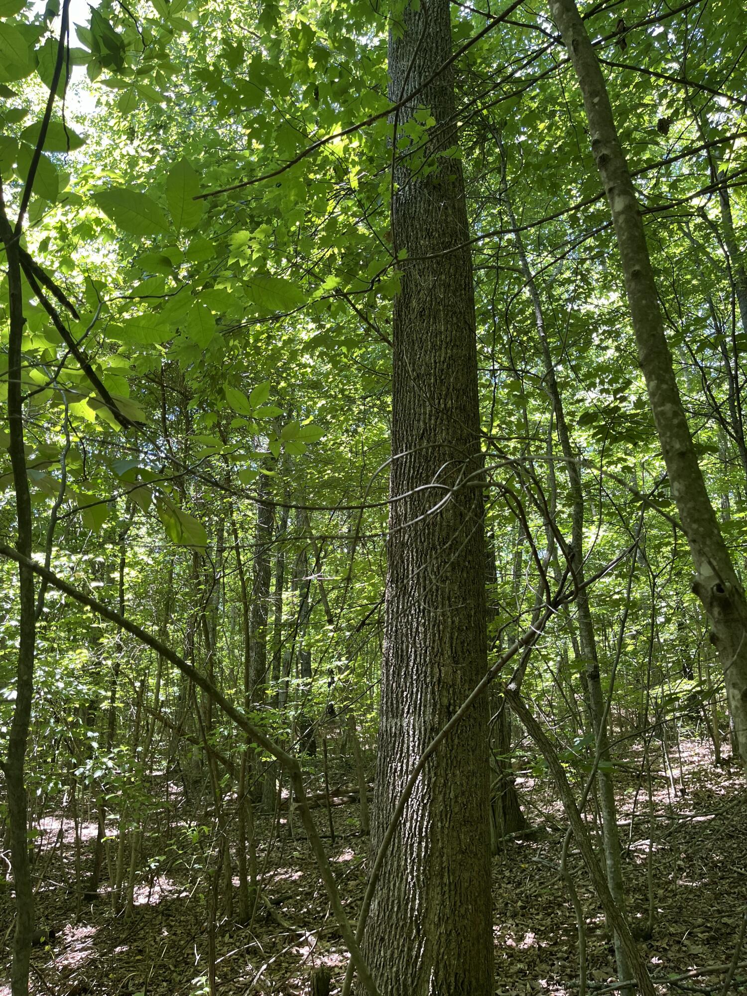 4300 Pocket Road, Whitwell, Tennessee image 42