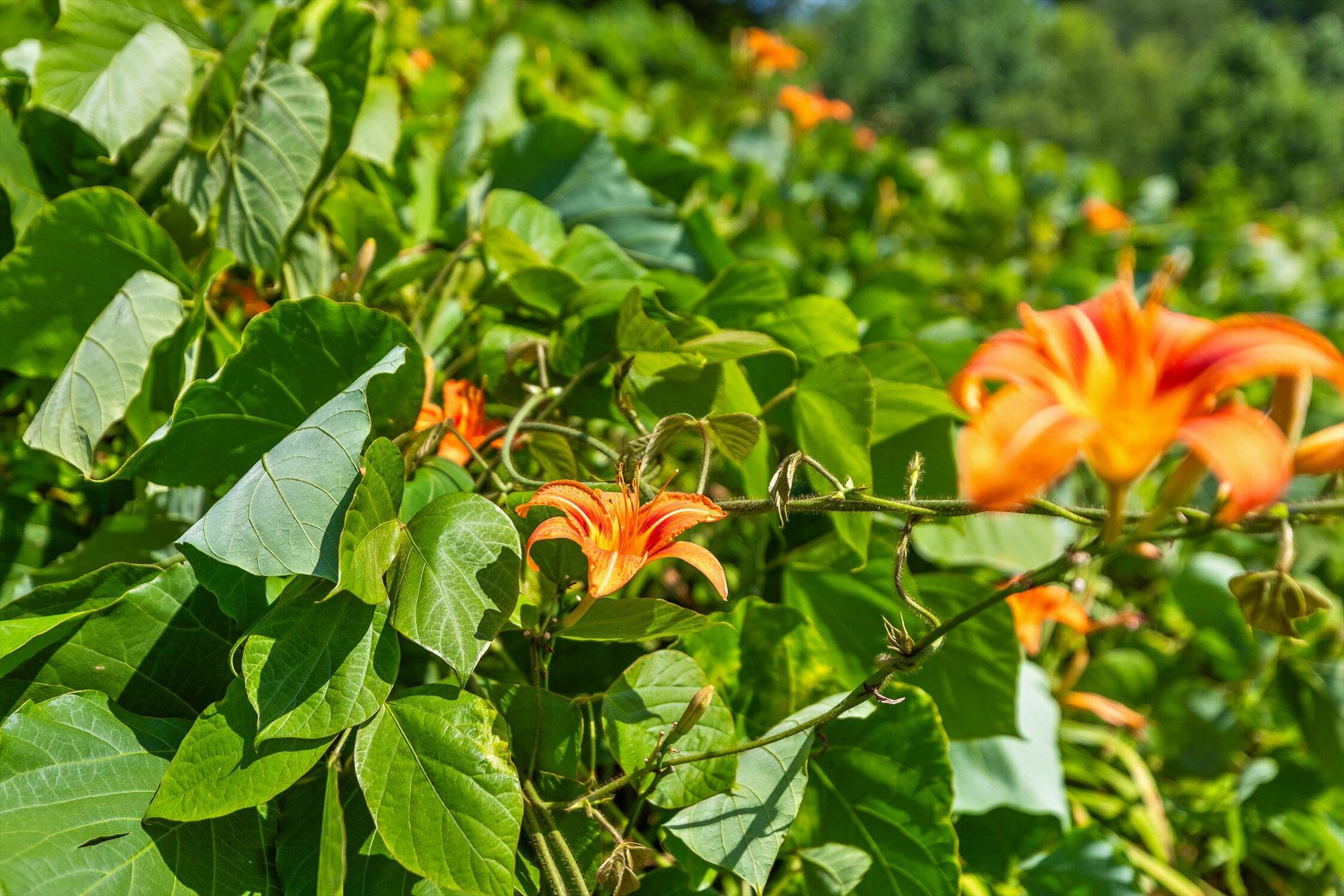 Whitwell, Tennessee 37397, United States, ,Land,Active,82722