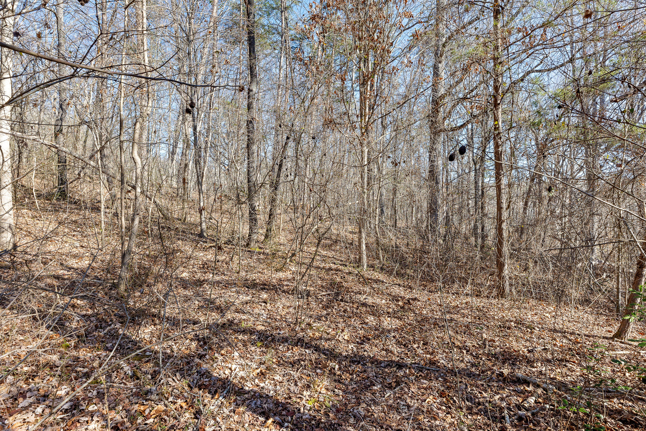 4300 Pocket Road, Whitwell, Tennessee image 4