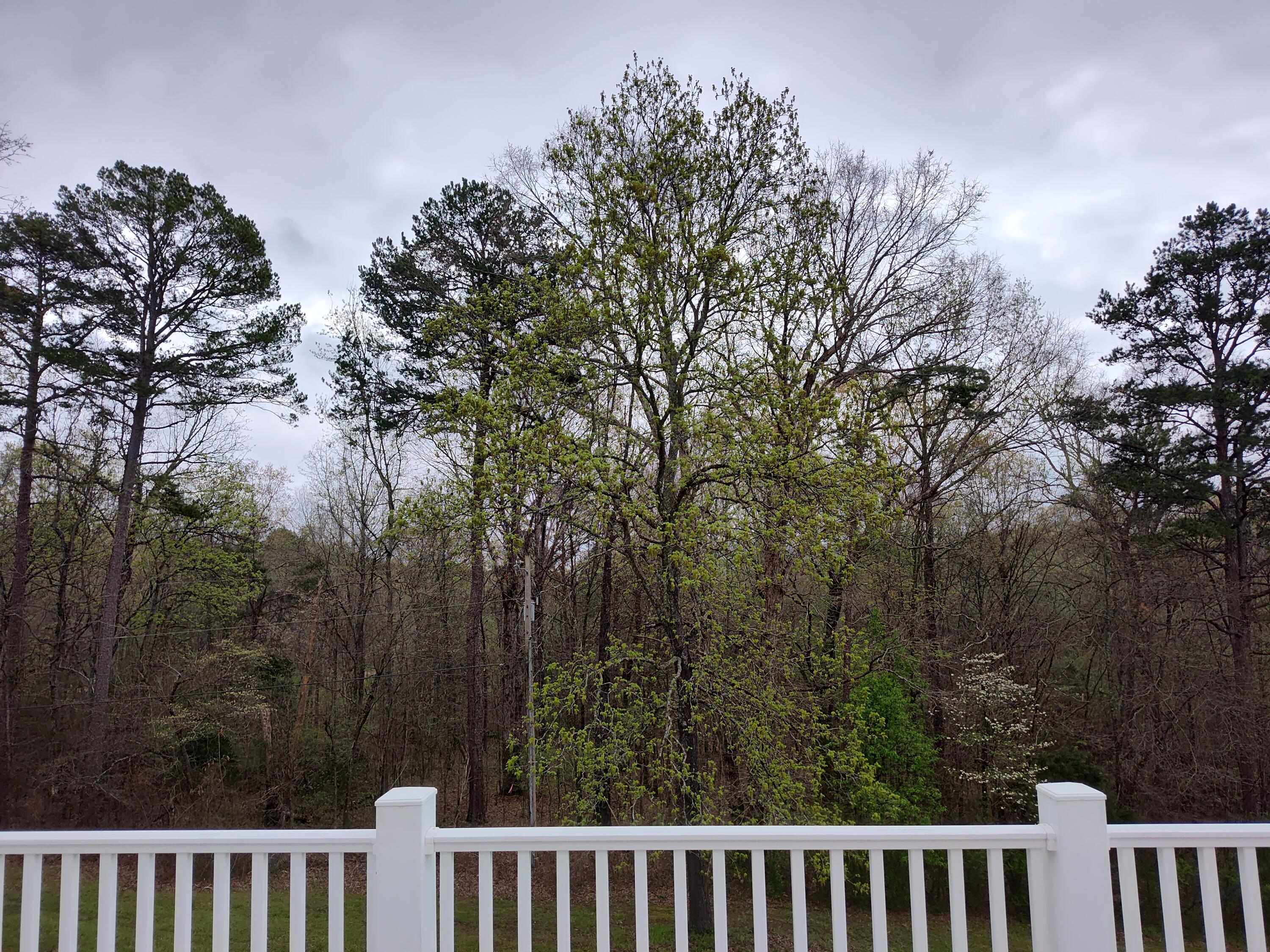 208 Campbell Road, South Pittsburg, Tennessee image 27