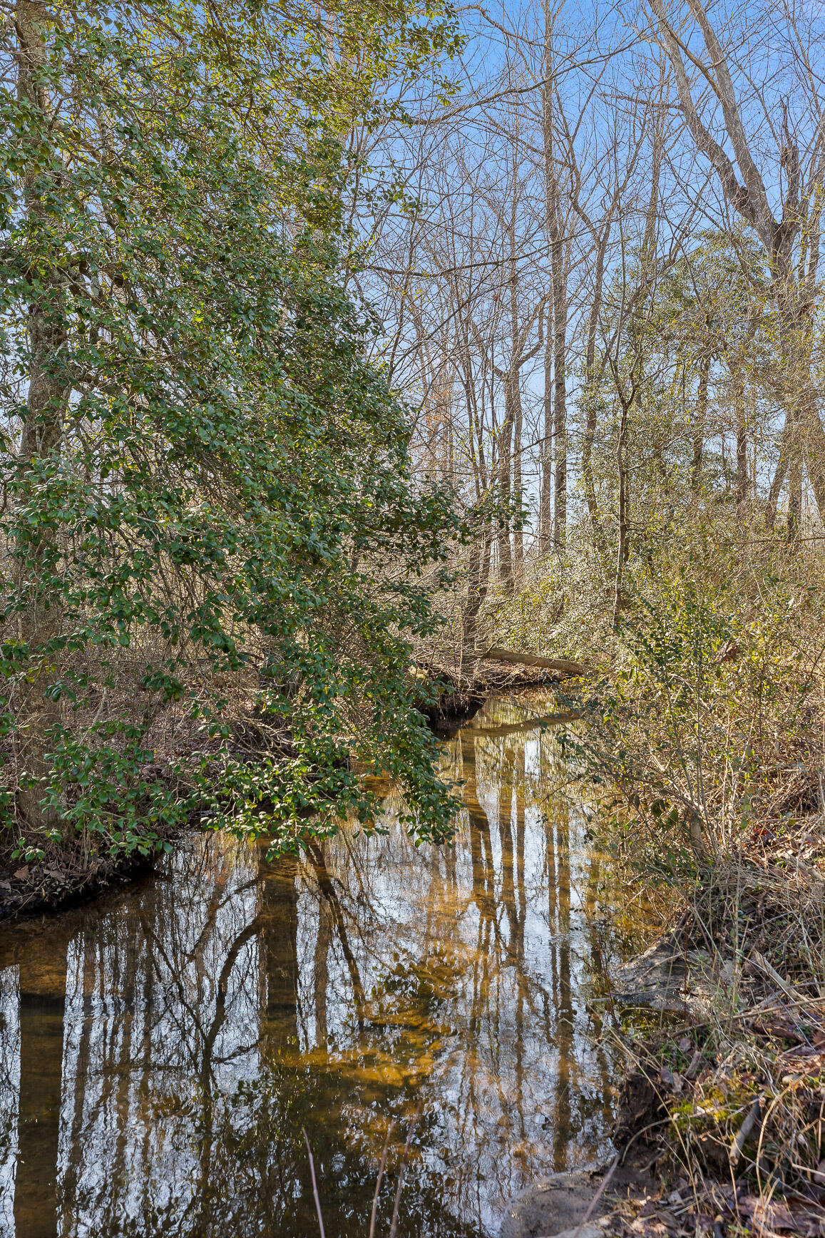 Tract B County Road 784, Ider, Alabama image 4