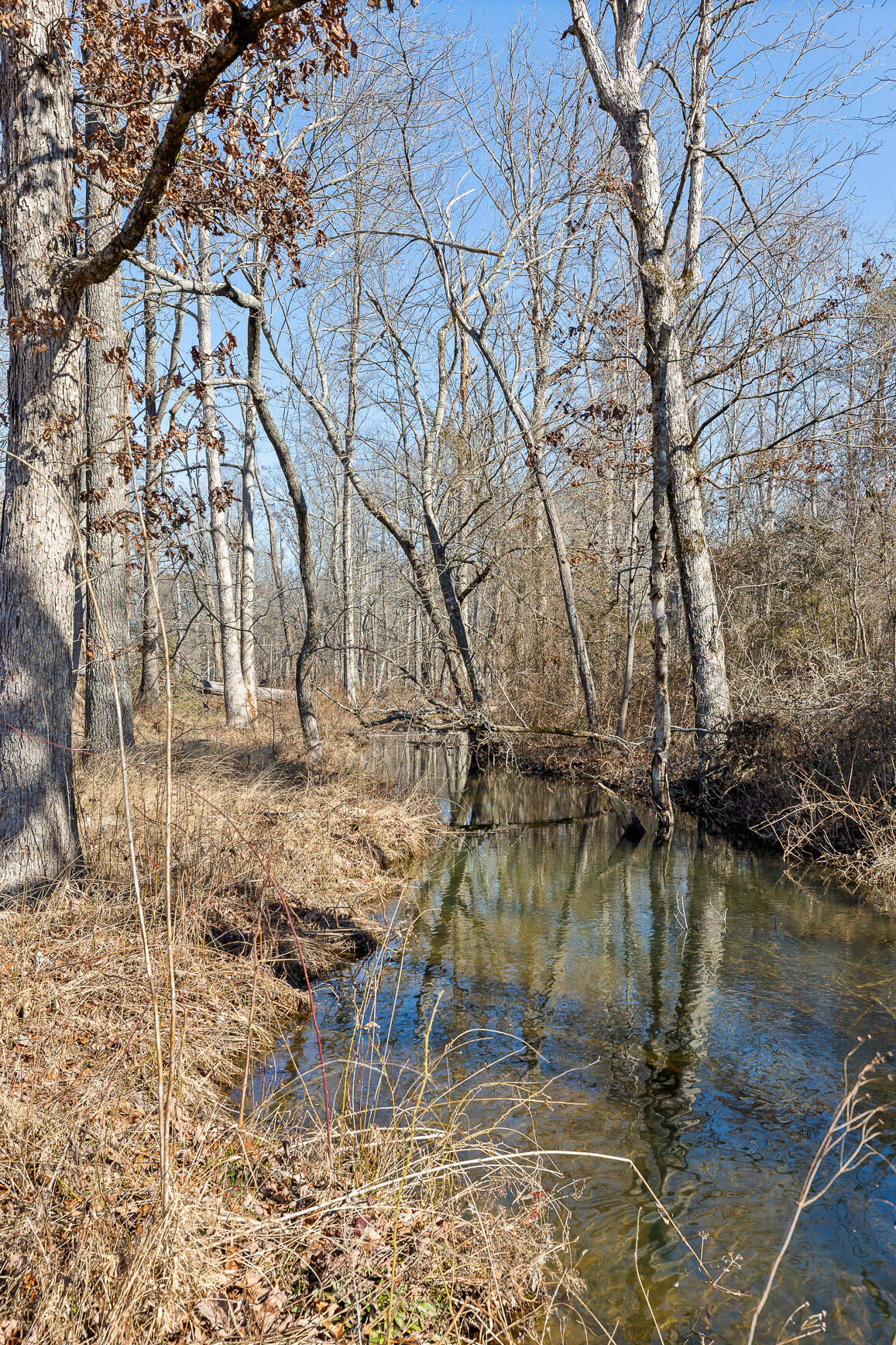 Tract B County Road 784, Ider, Alabama image 29