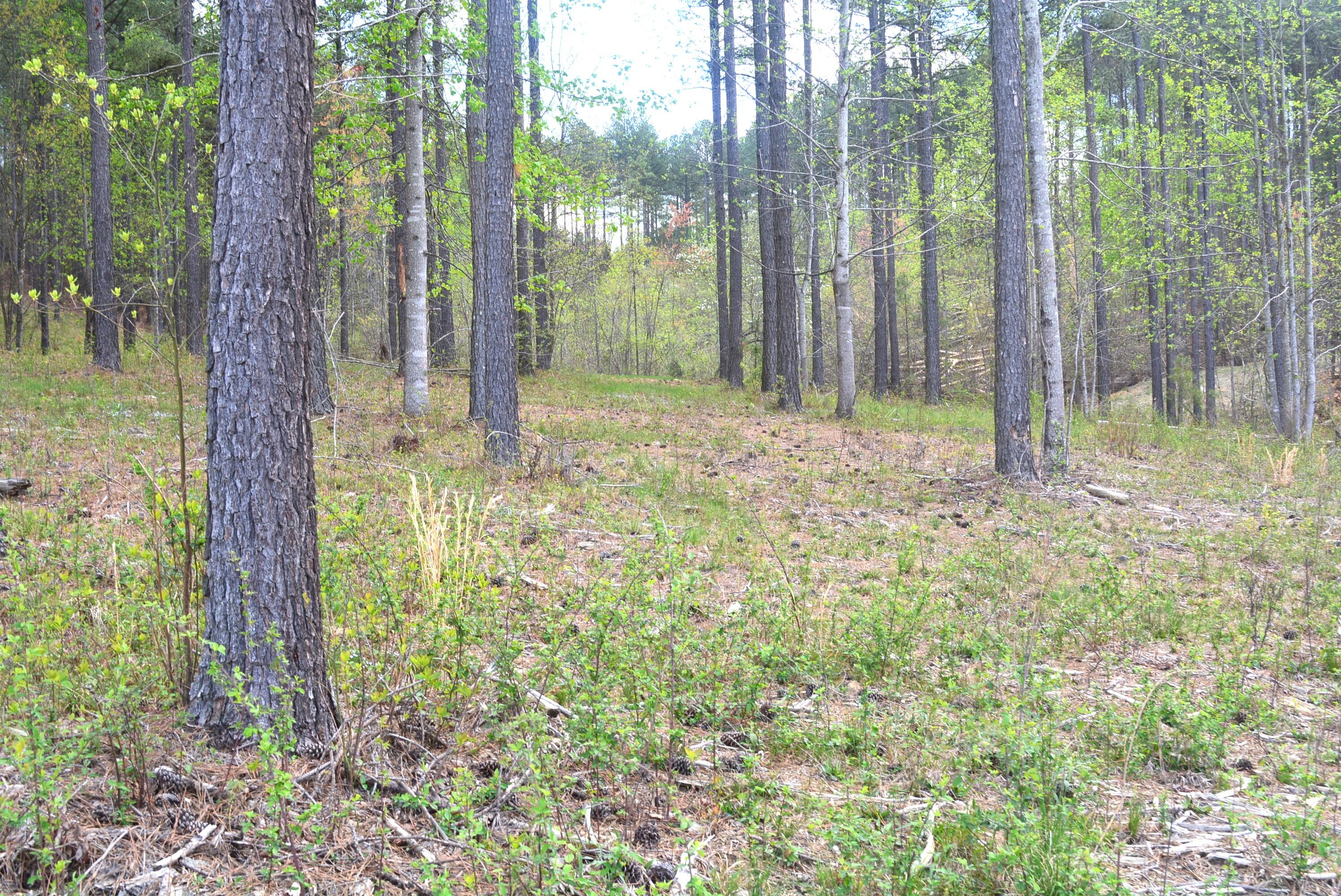 Lot 1099 Birds Eye Way, Guild, Tennessee image 6
