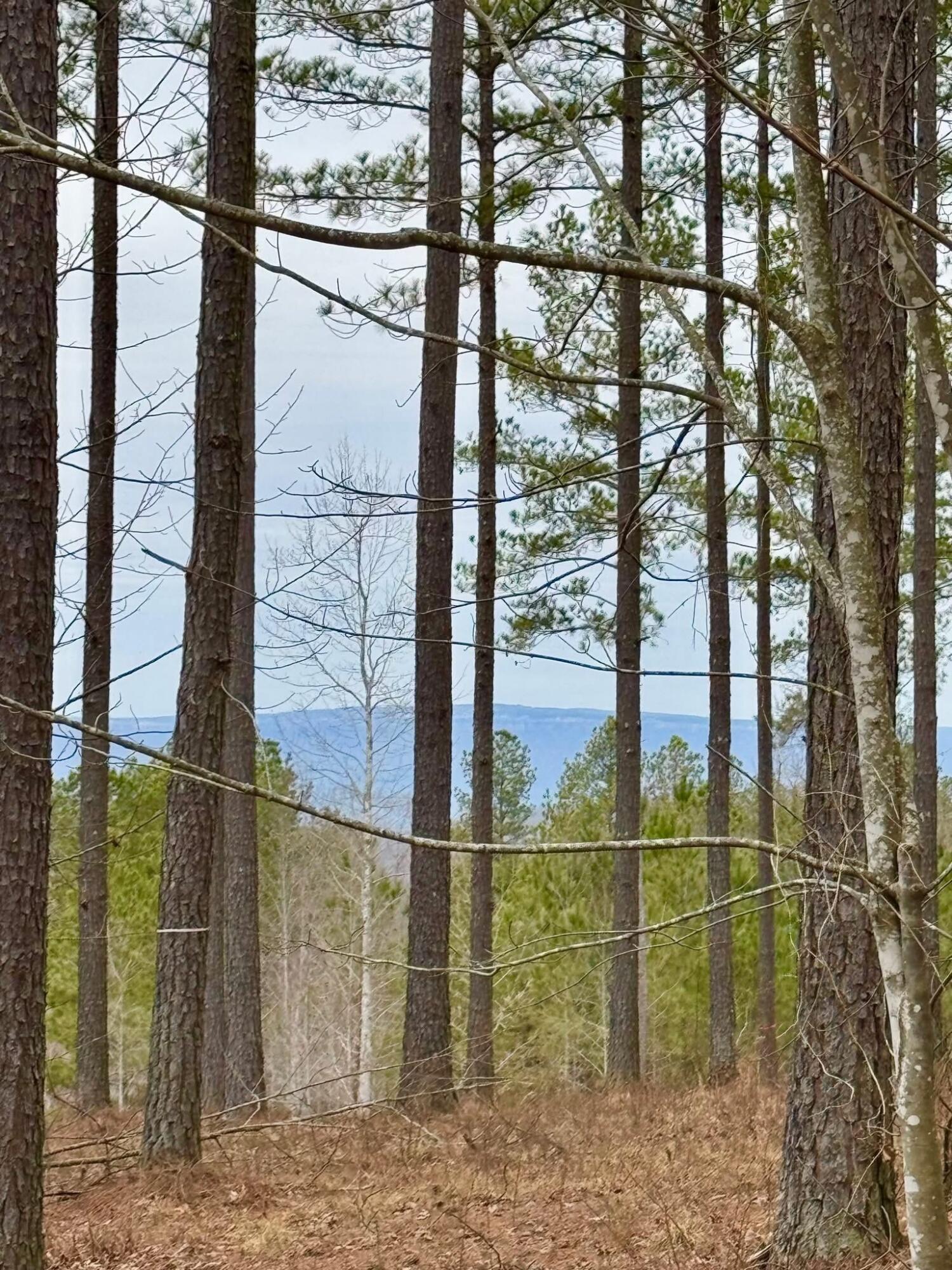 Lot 1099 Birds Eye Way, Guild, Tennessee image 3