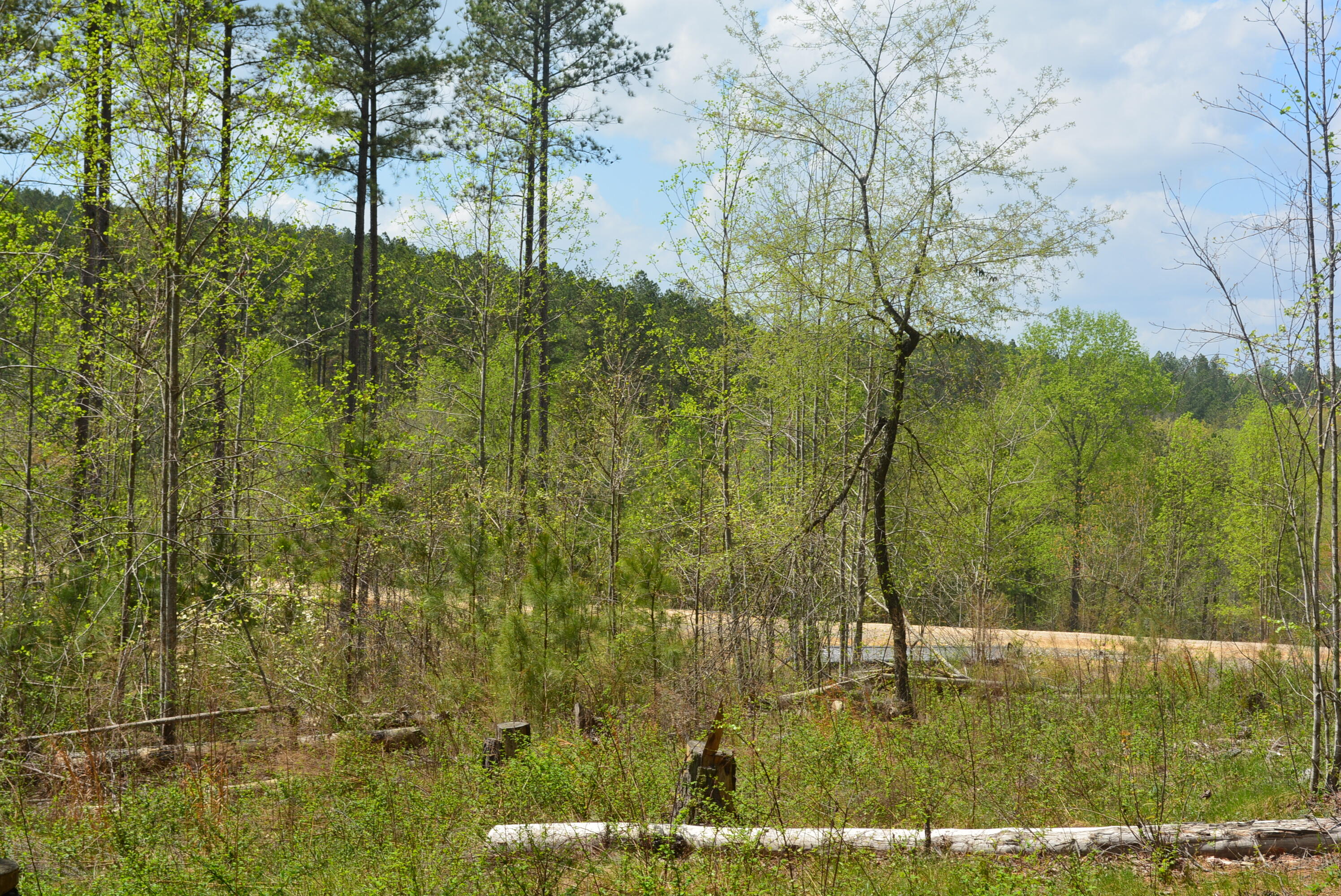 Lot 1099 Birds Eye Way, Guild, Tennessee image 12