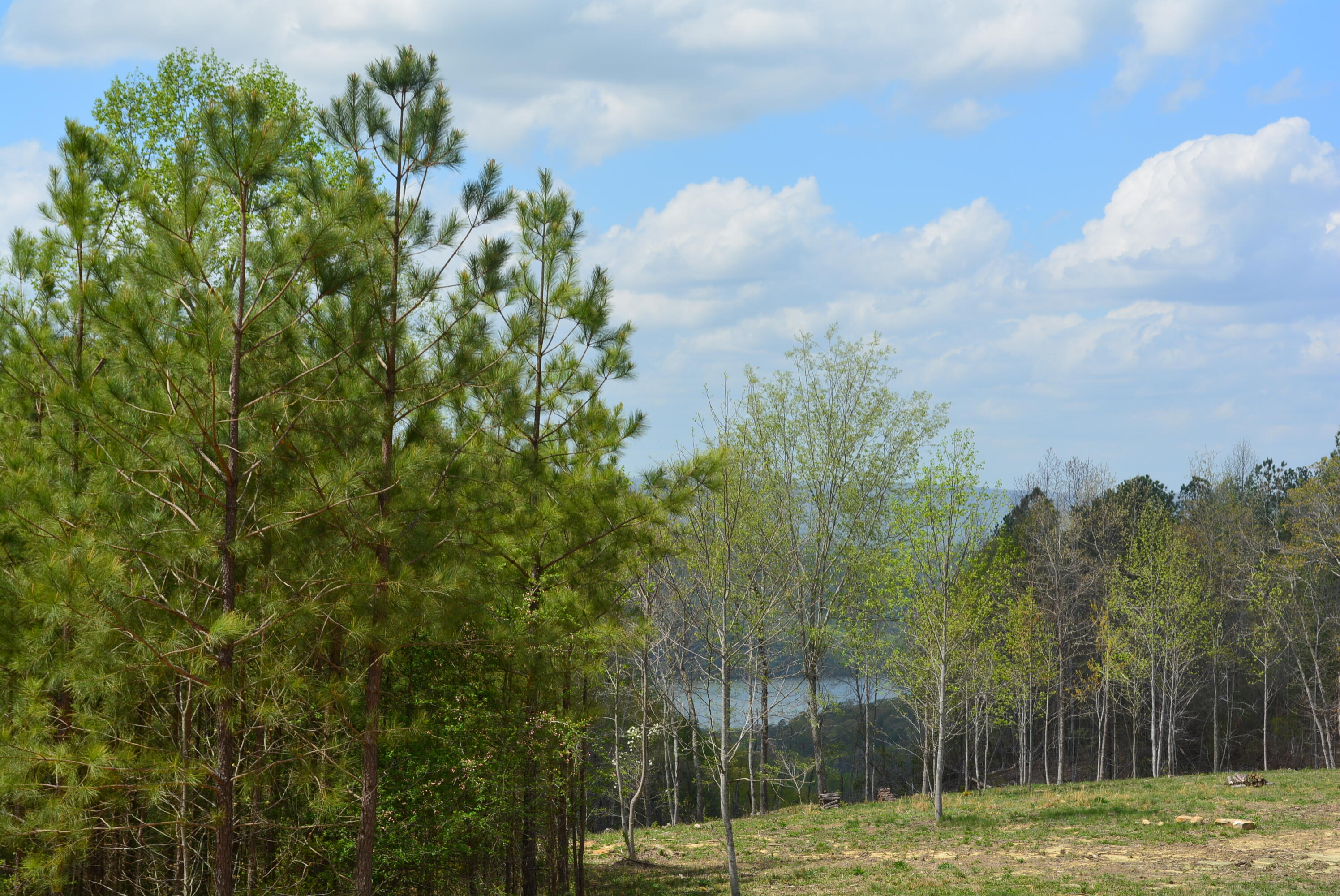 Lot 1099 Birds Eye Way, Guild, Tennessee image 1