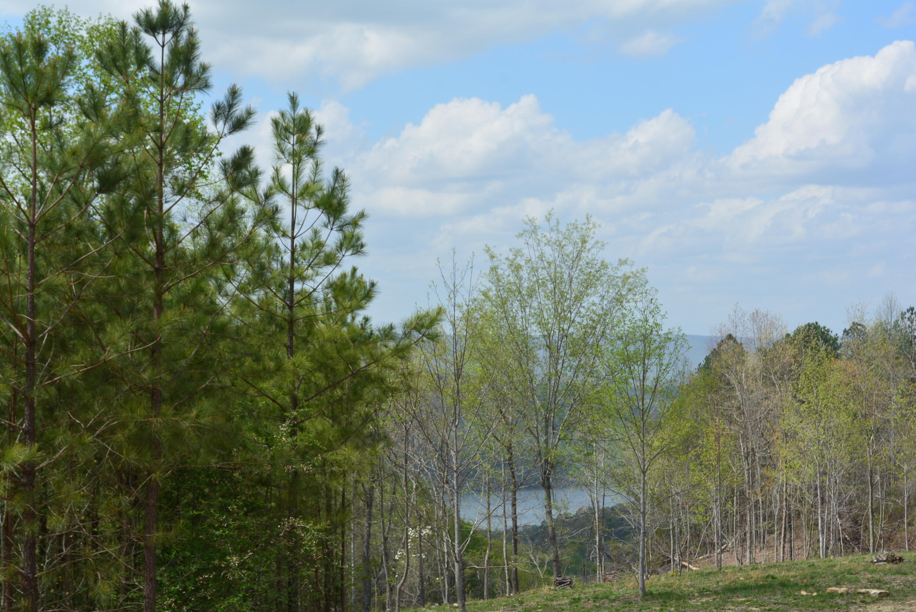Lot 1099 Birds Eye Way, Guild, Tennessee image 19