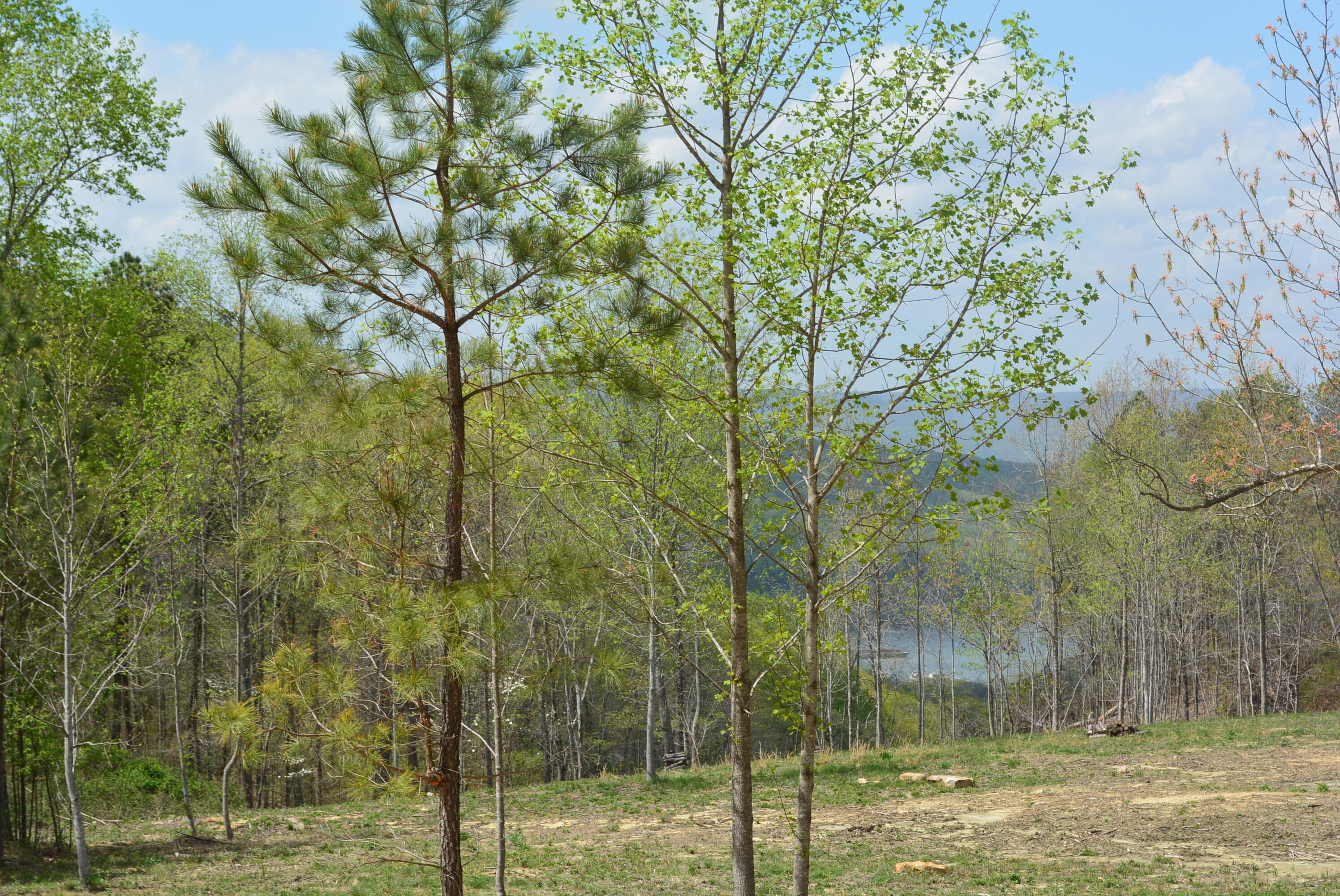 Lot 1099 Birds Eye Way, Guild, Tennessee image 18