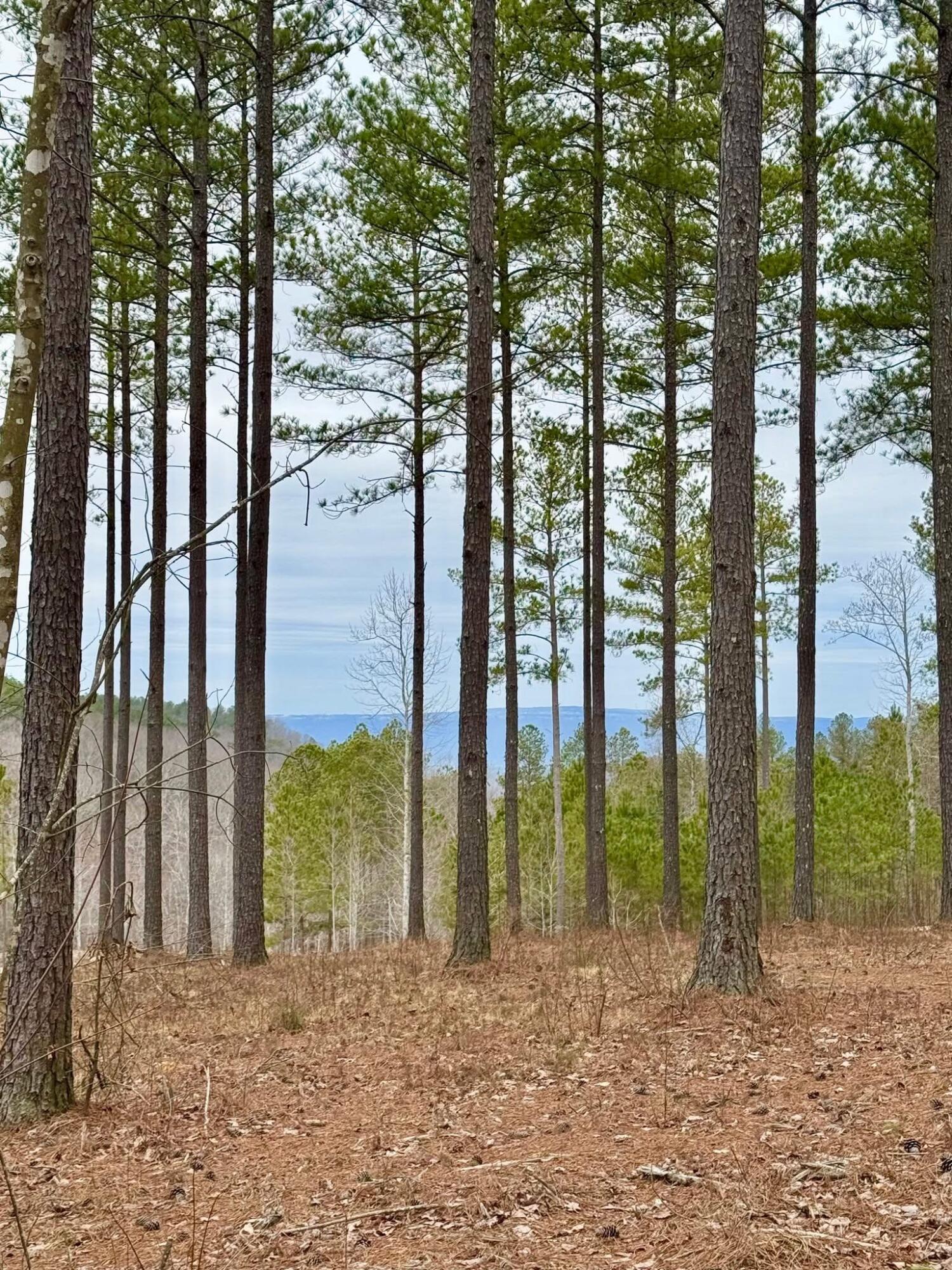 Lot 1099 Birds Eye Way, Guild, Tennessee image 4