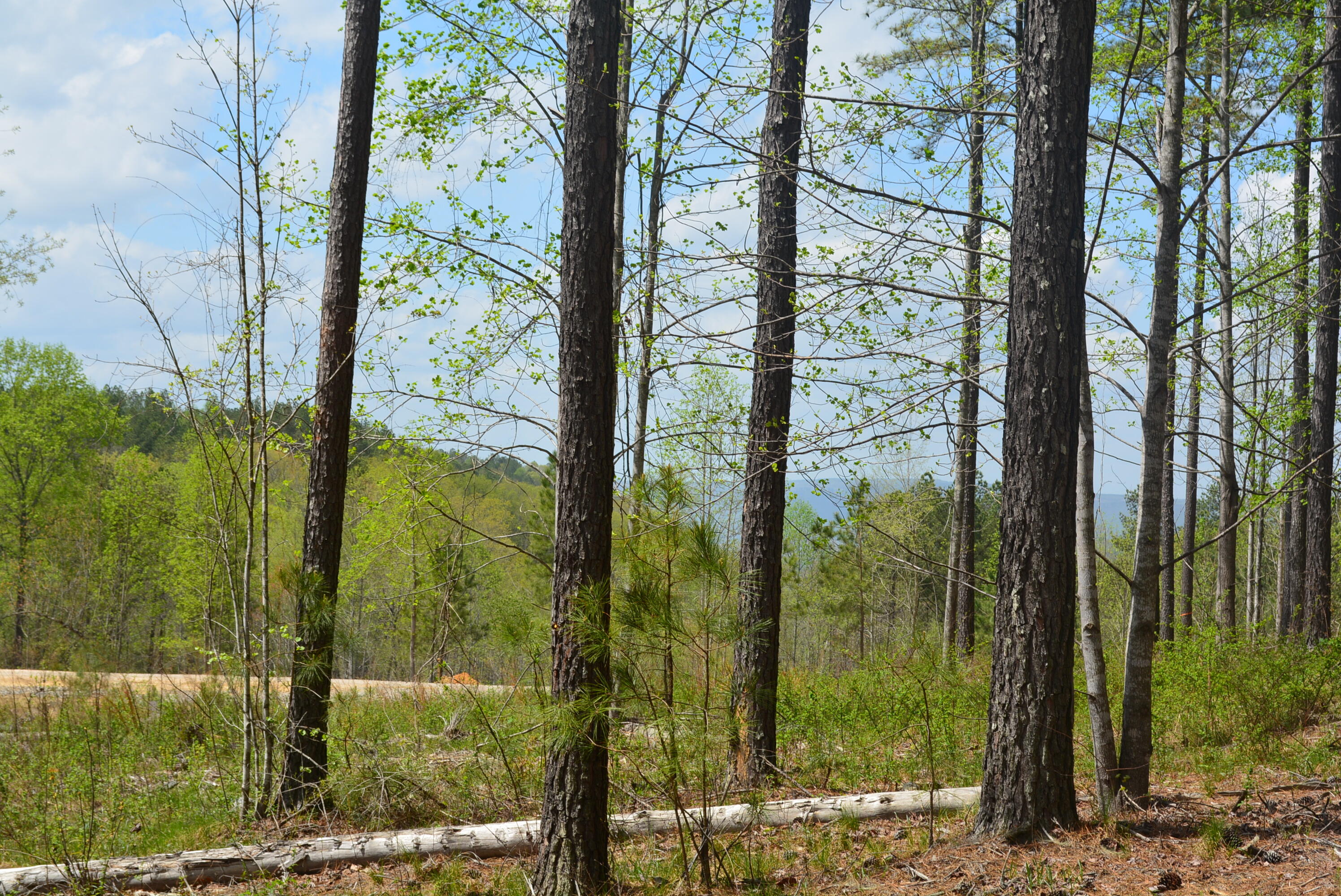 Lot 1099 Birds Eye Way, Guild, Tennessee image 11