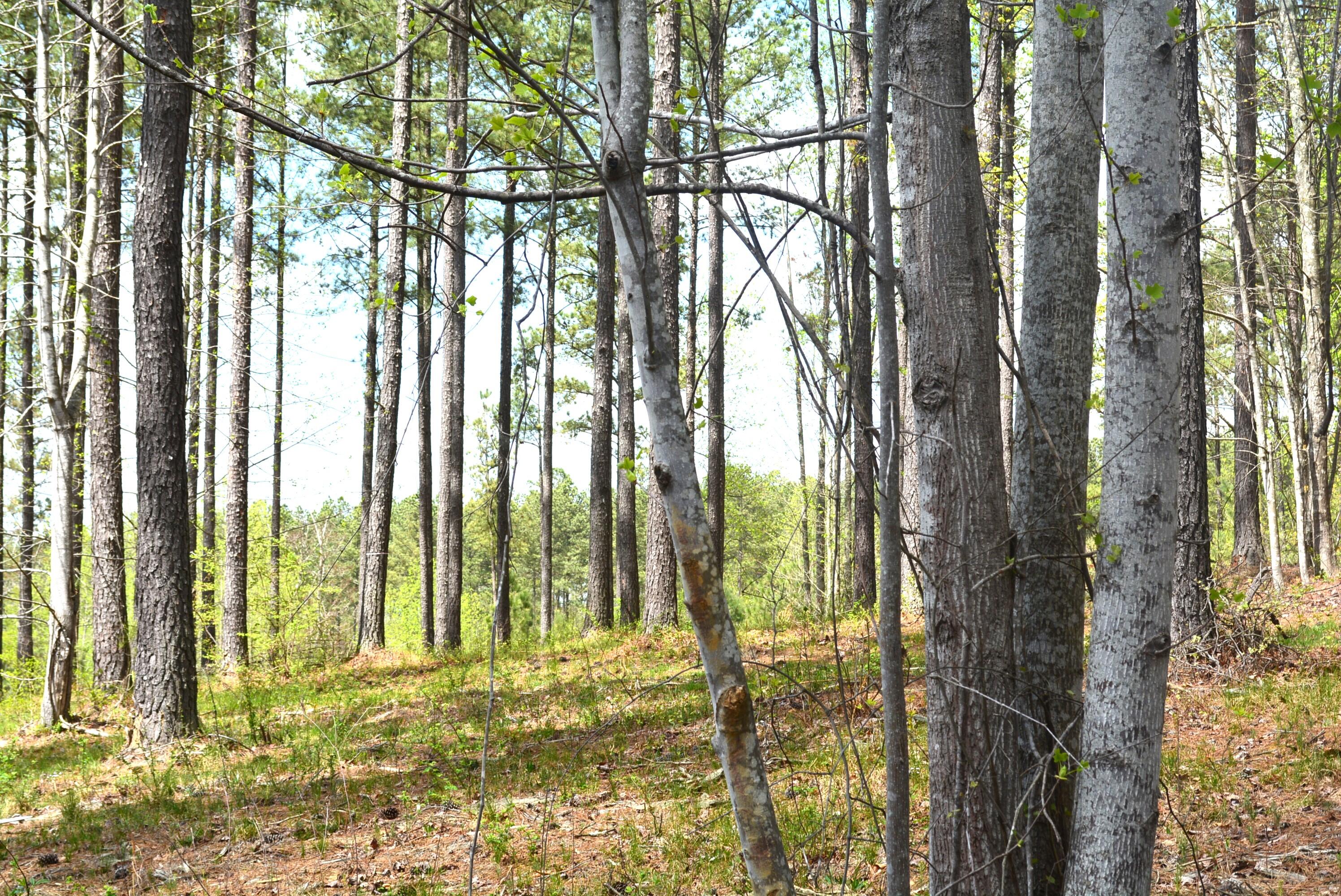 Lot 1099 Birds Eye Way, Guild, Tennessee image 13