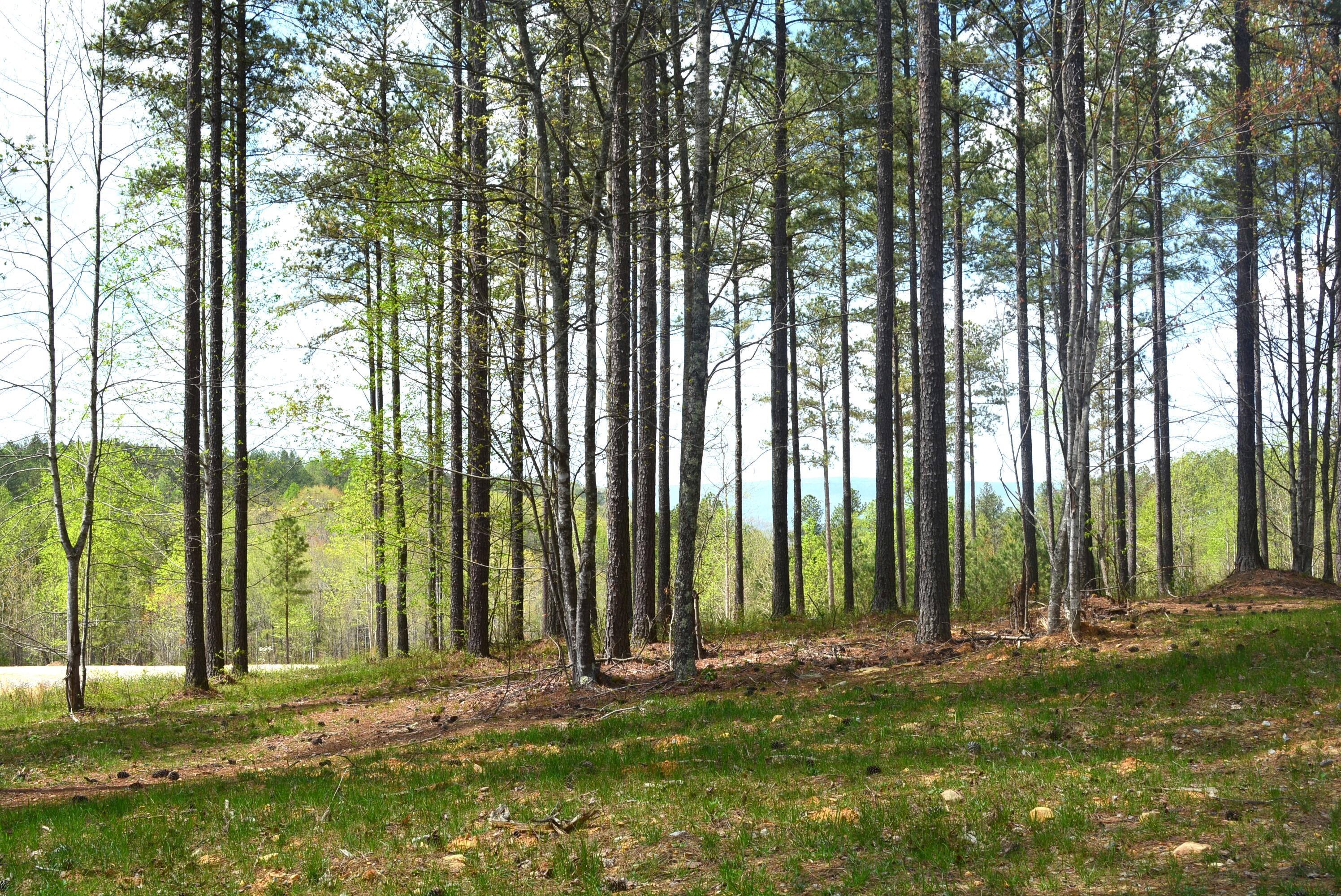 Lot 1099 Birds Eye Way, Guild, Tennessee image 14