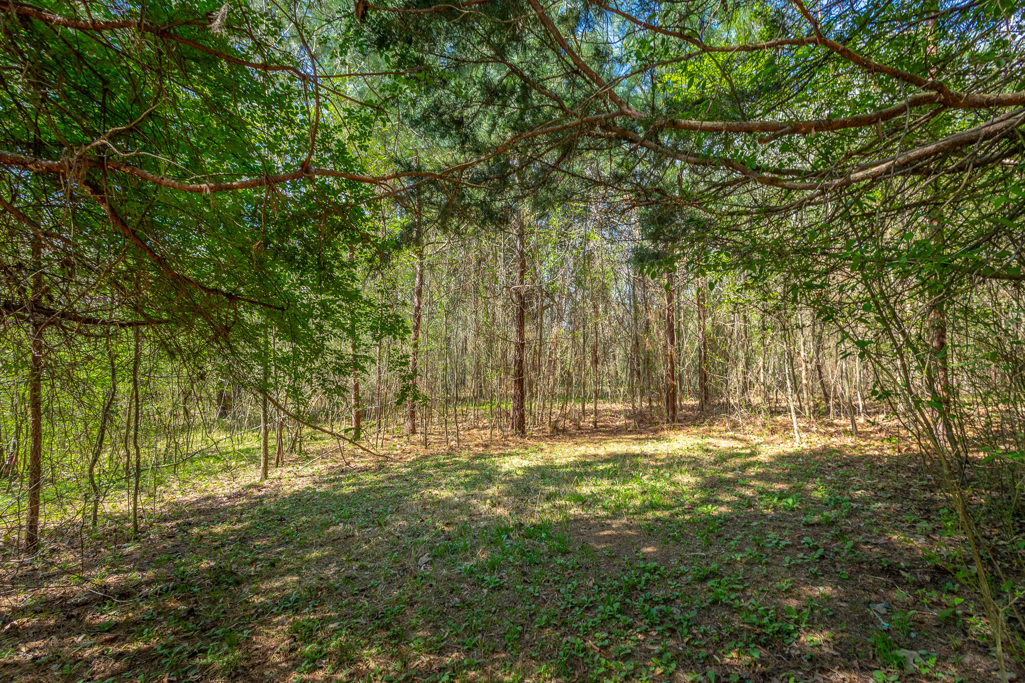 245 New Murraytown Road, Cleveland, Tennessee image 23