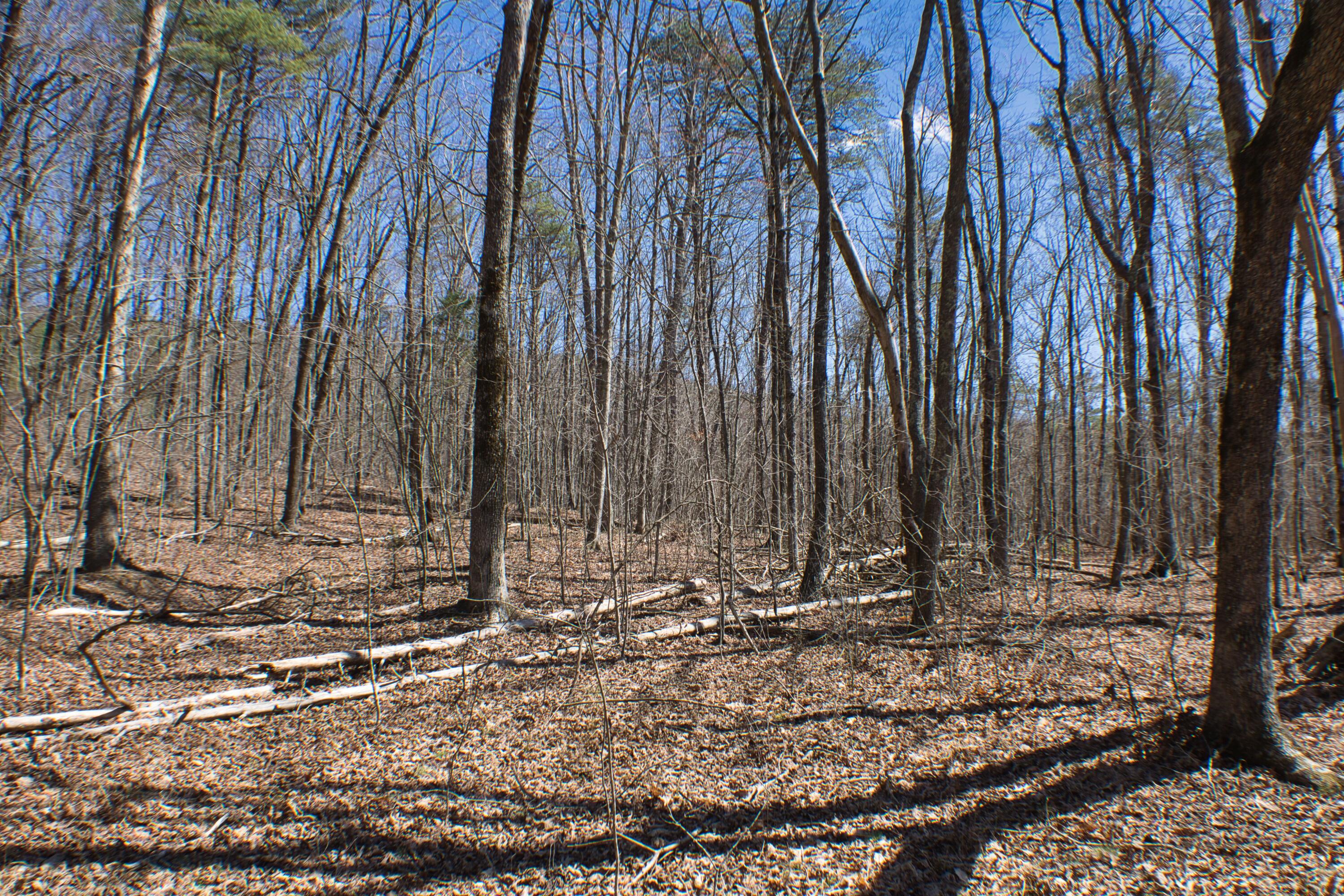 Chester Drive #4, Rising Fawn, Georgia image 14