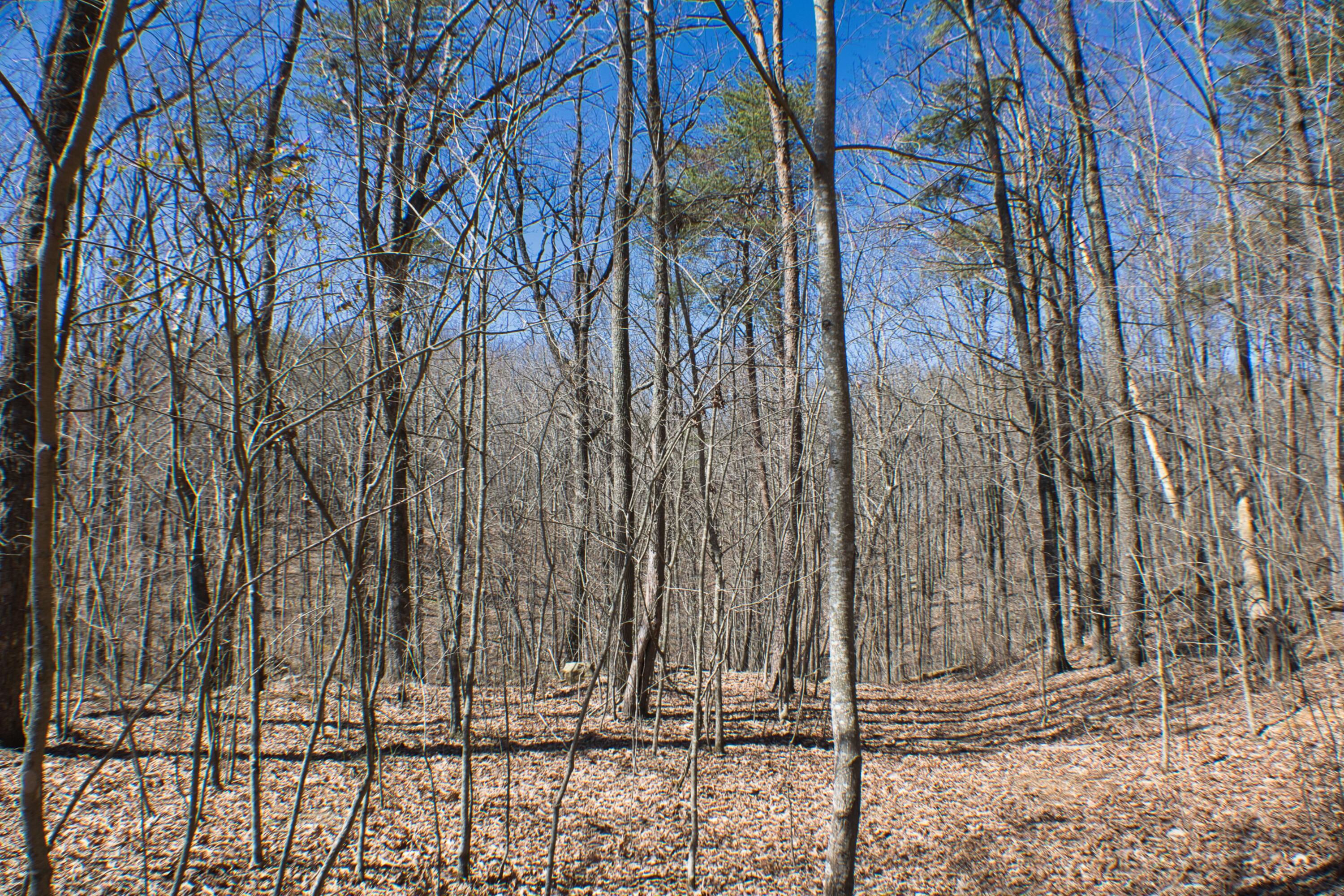 Chester Drive #4, Rising Fawn, Georgia image 15