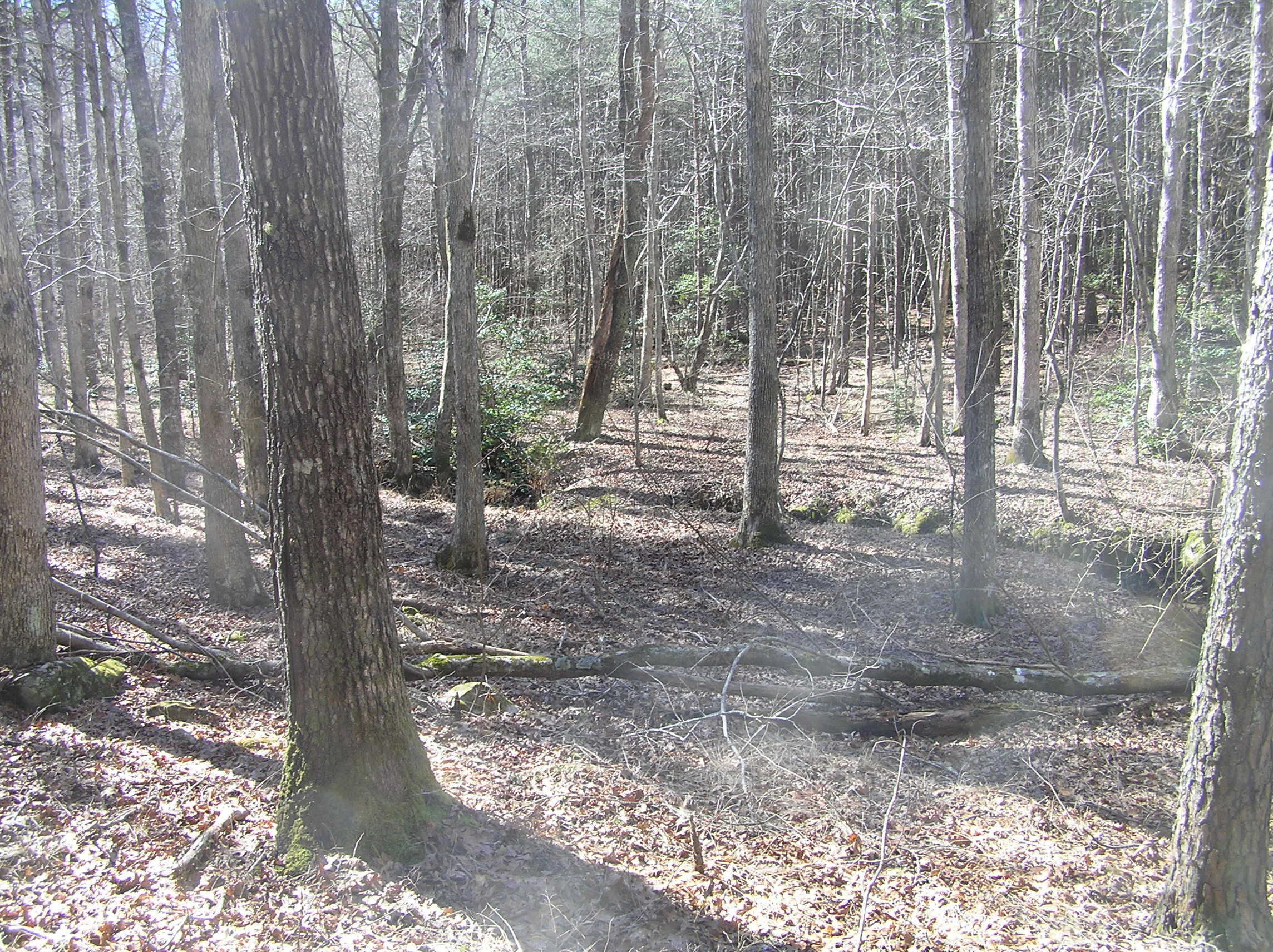 150 Dell Lane, Spencer, Tennessee image 12