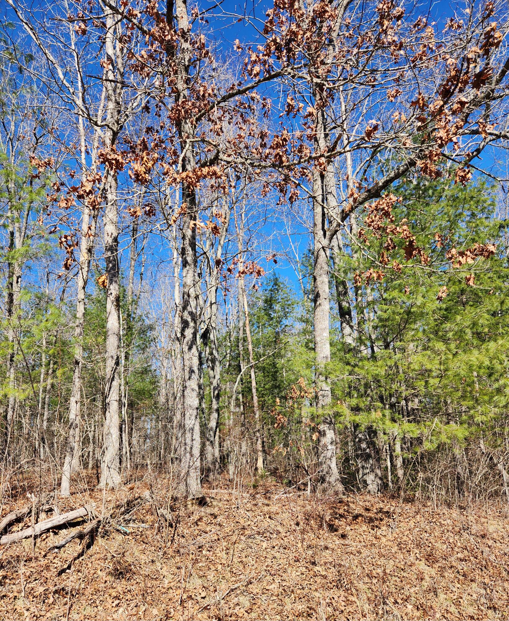 Brown Creek Drive #223, Crossville, Tennessee image 1