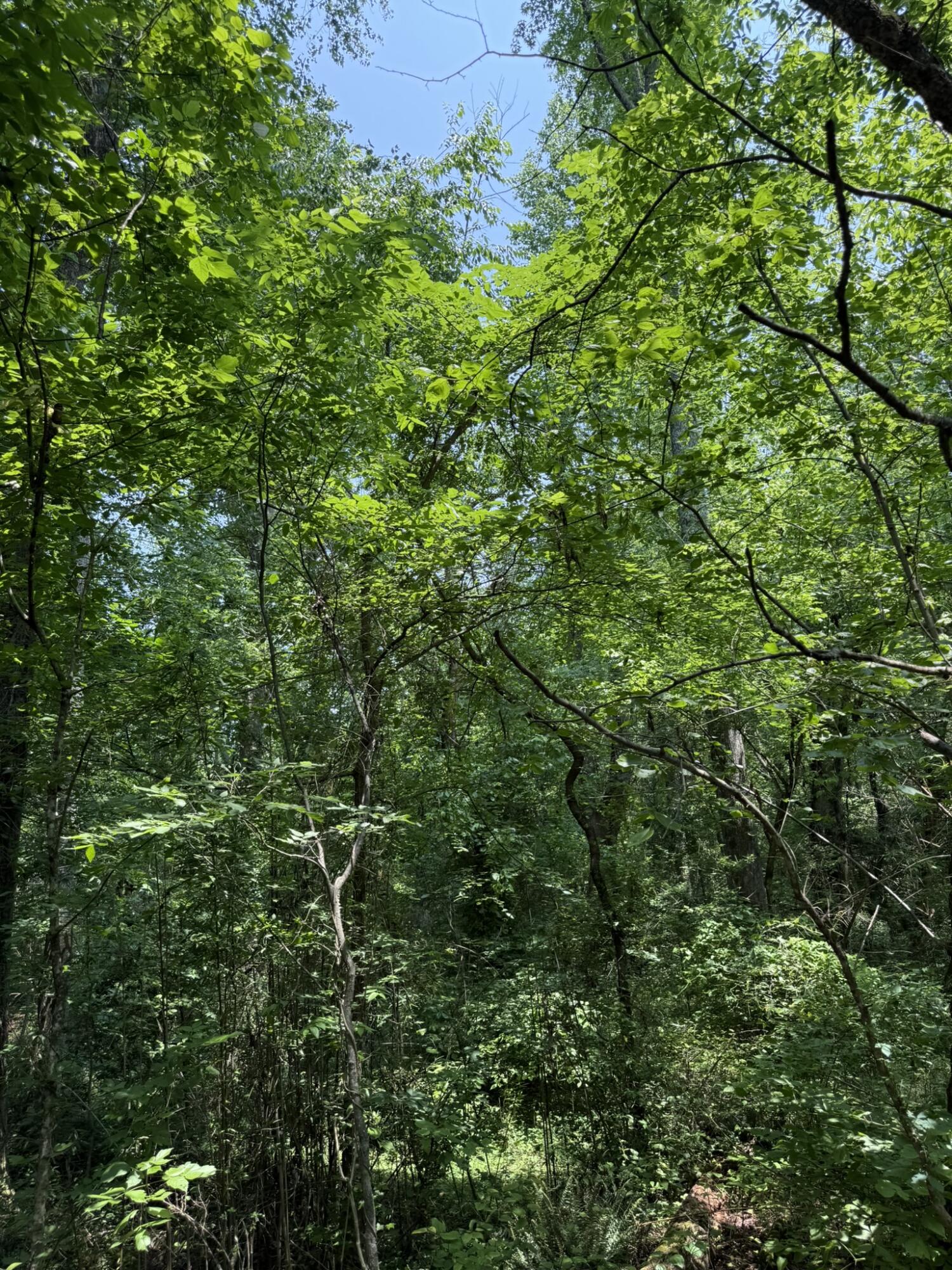 Bryant, Alabama 35958, United States, ,Land,Active,149410