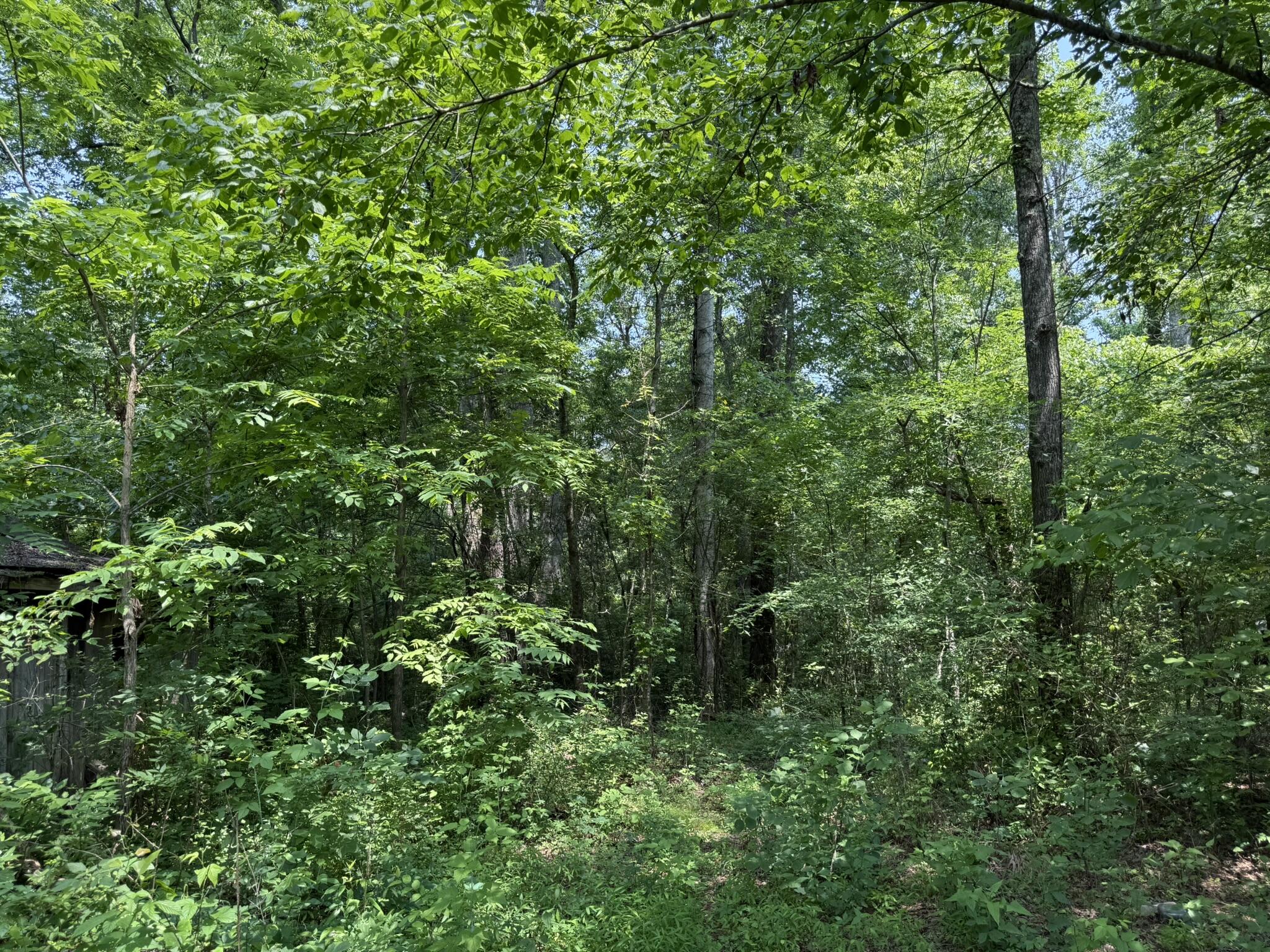 Bryant, Alabama 35958, United States, ,Land,Active,149410