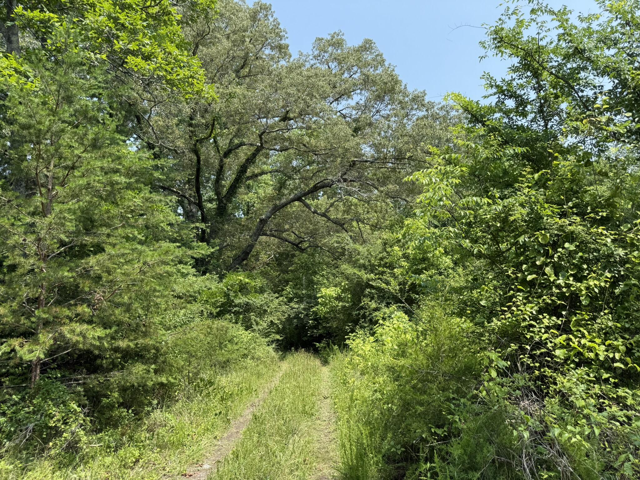 Bryant, Alabama 35958, United States, ,Land,Active,149410