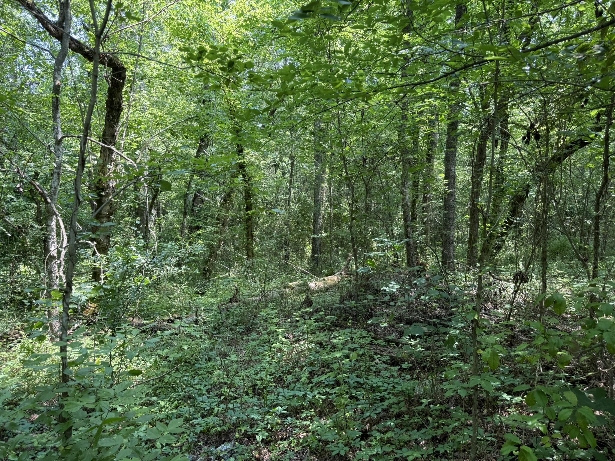 Bryant, Alabama 35958, United States, ,Land,Active,149410