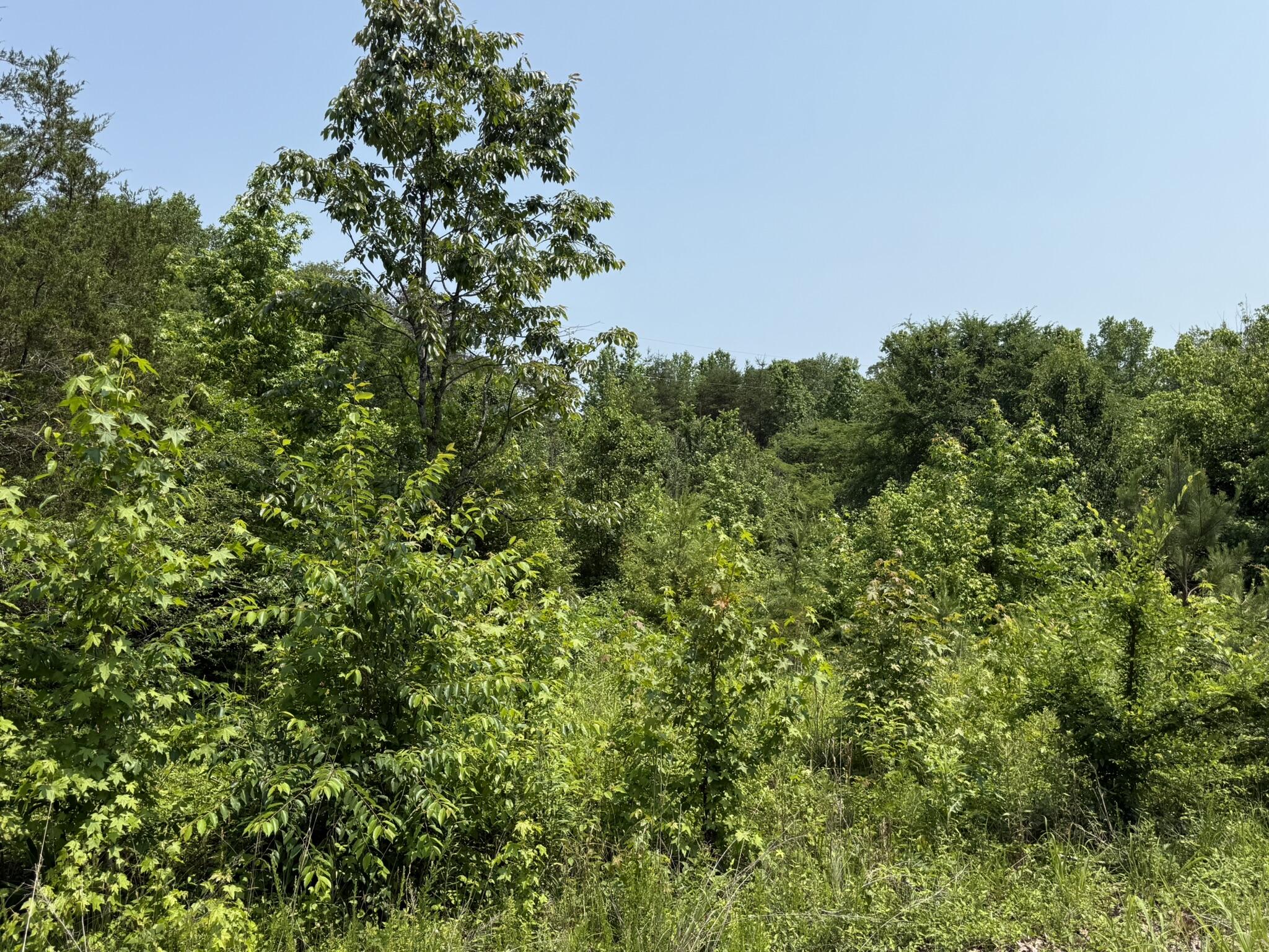 Bryant, Alabama 35958, United States, ,Land,Active,149410