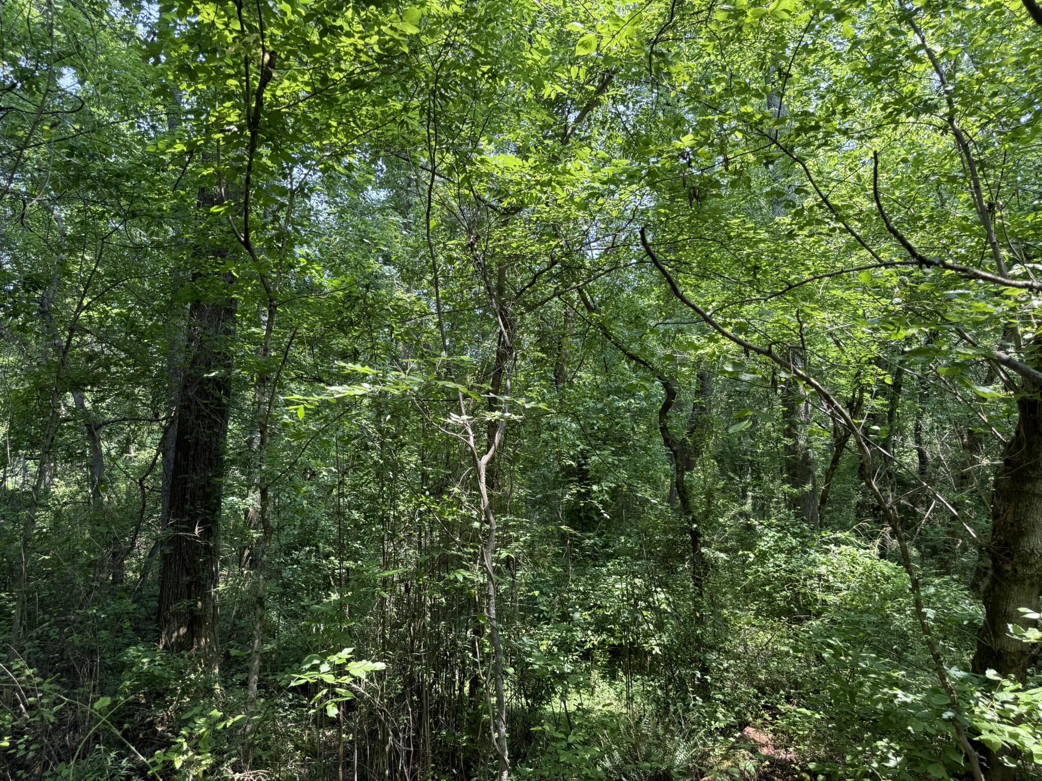 Bryant, Alabama 35958, United States, ,Land,Active,149410