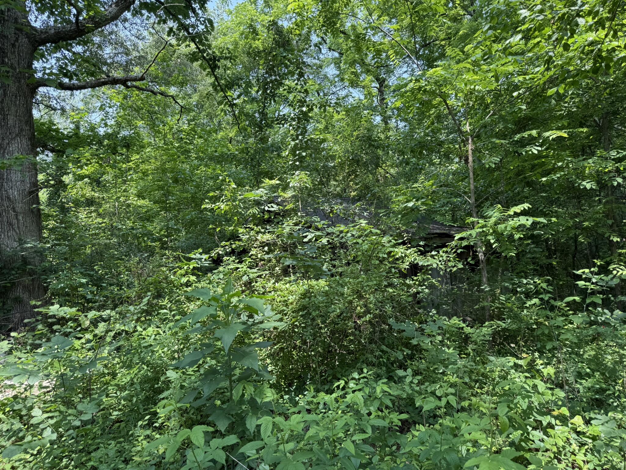 Bryant, Alabama 35958, United States, ,Land,Active,149410