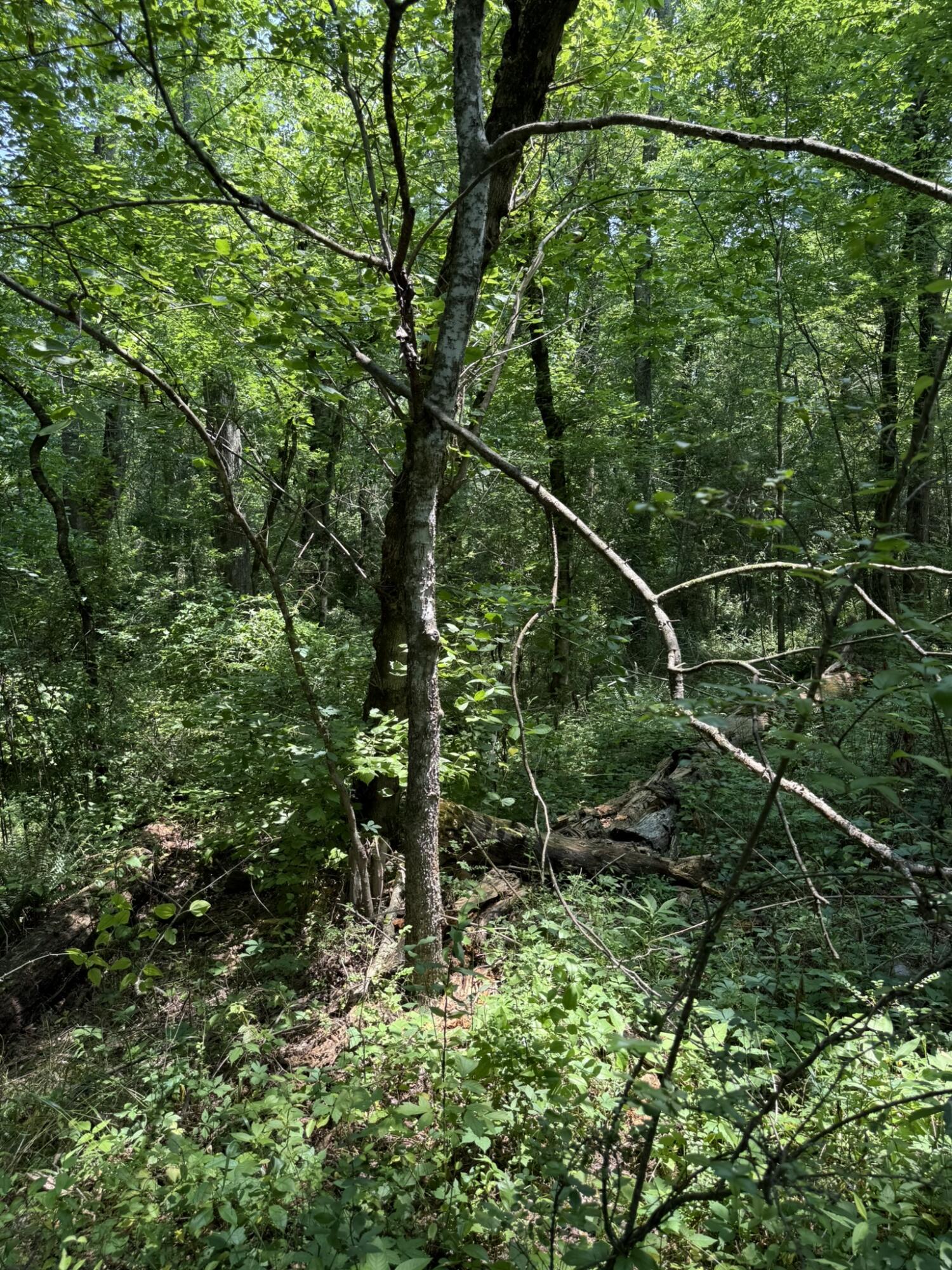 Bryant, Alabama 35958, United States, ,Land,Active,149410