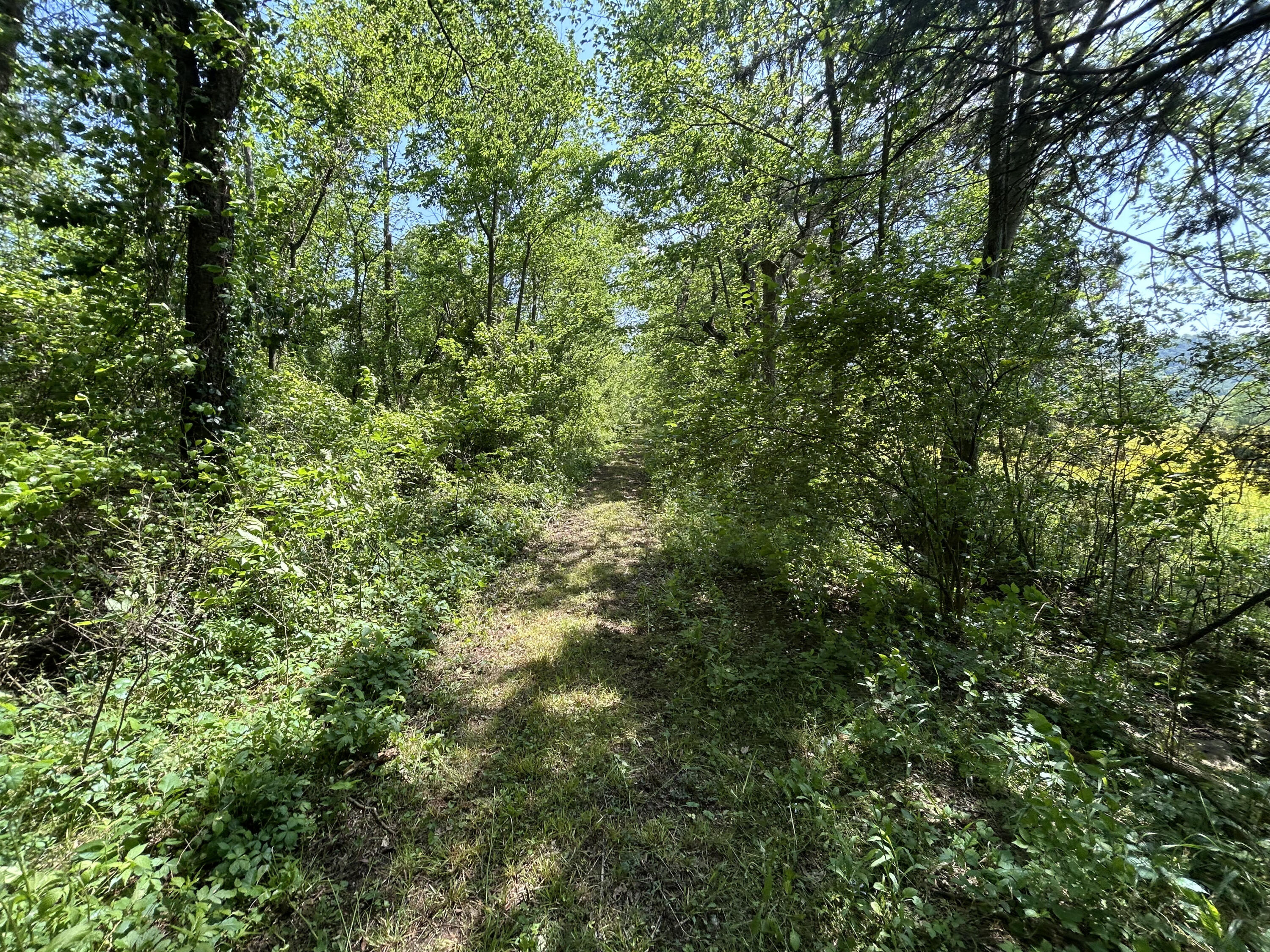 Hazel Drive, Ringgold, Georgia image 7