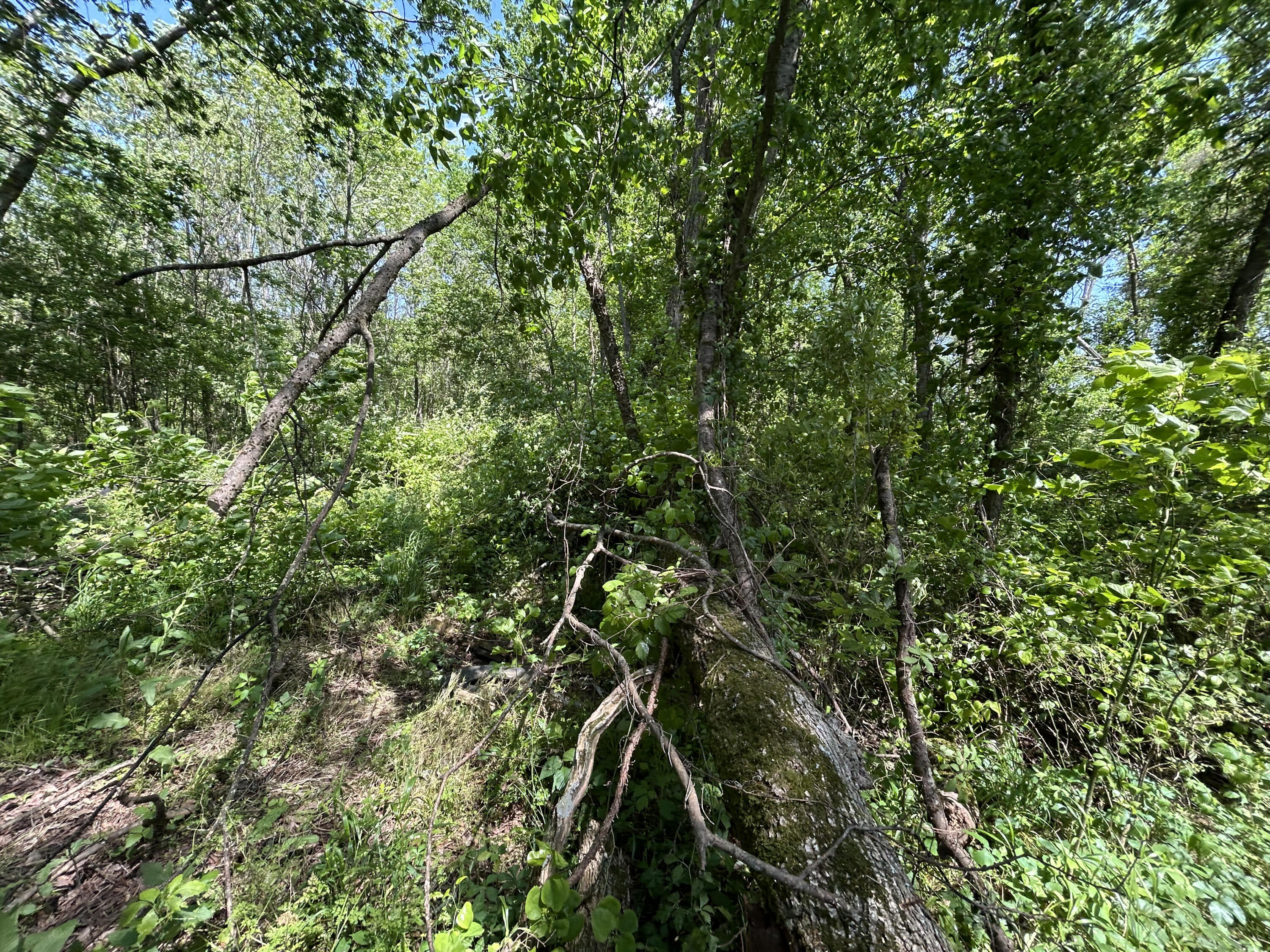 Hazel Drive, Ringgold, Georgia image 6