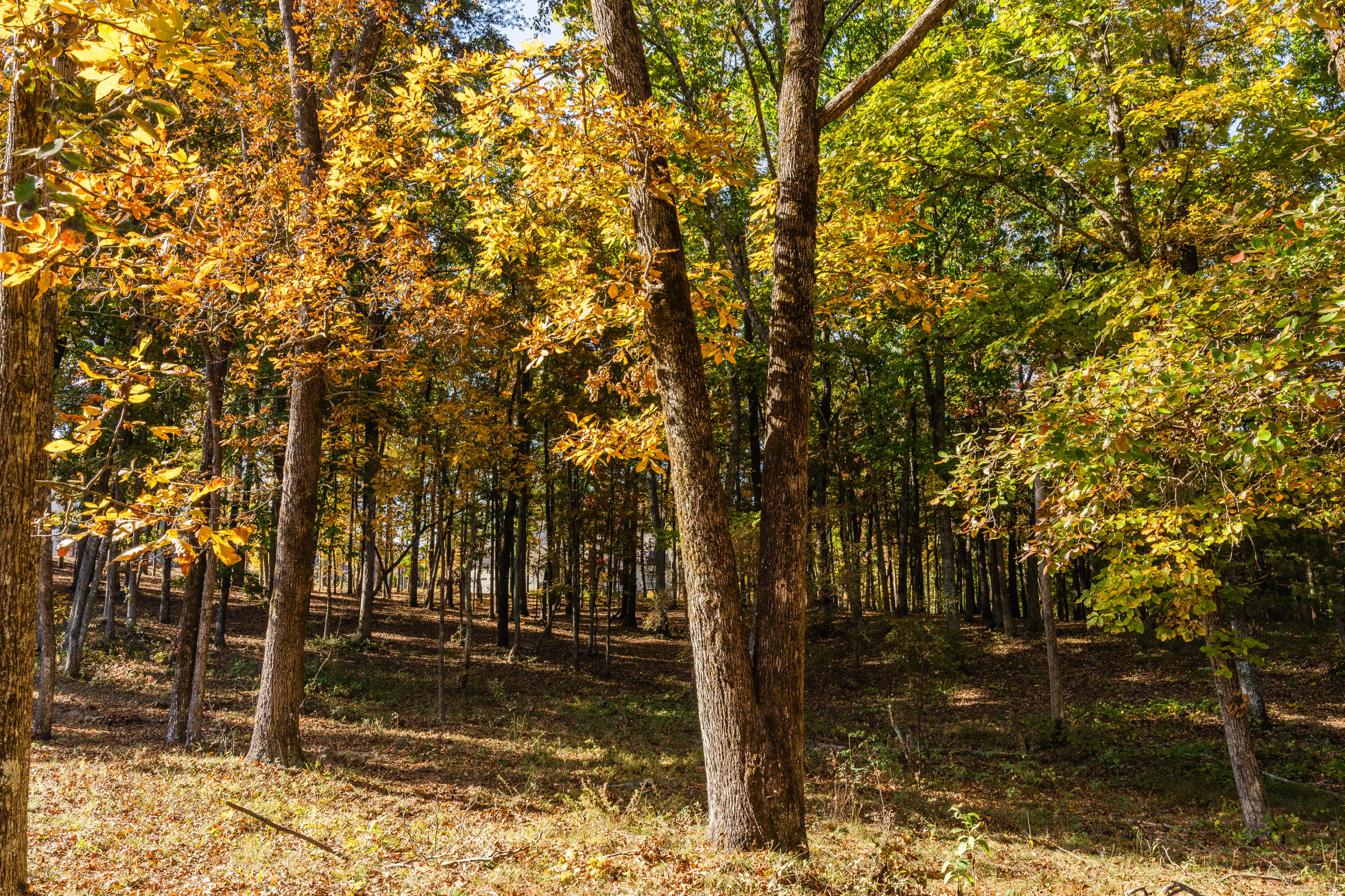 3332 Galena Circle #LOT 842, Chattanooga, Tennessee image 7