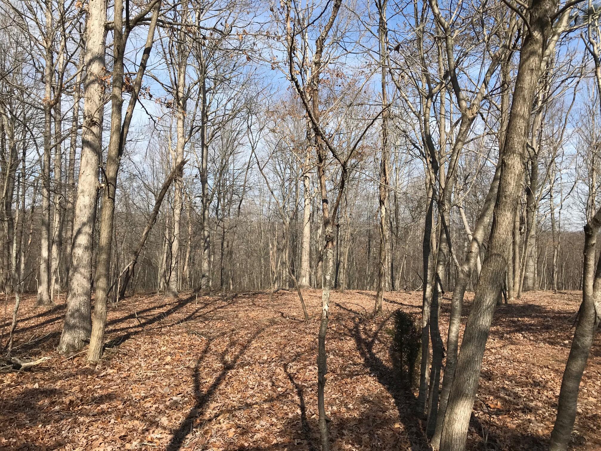 504 Wilderness Way, Dunlap, Tennessee image 8
