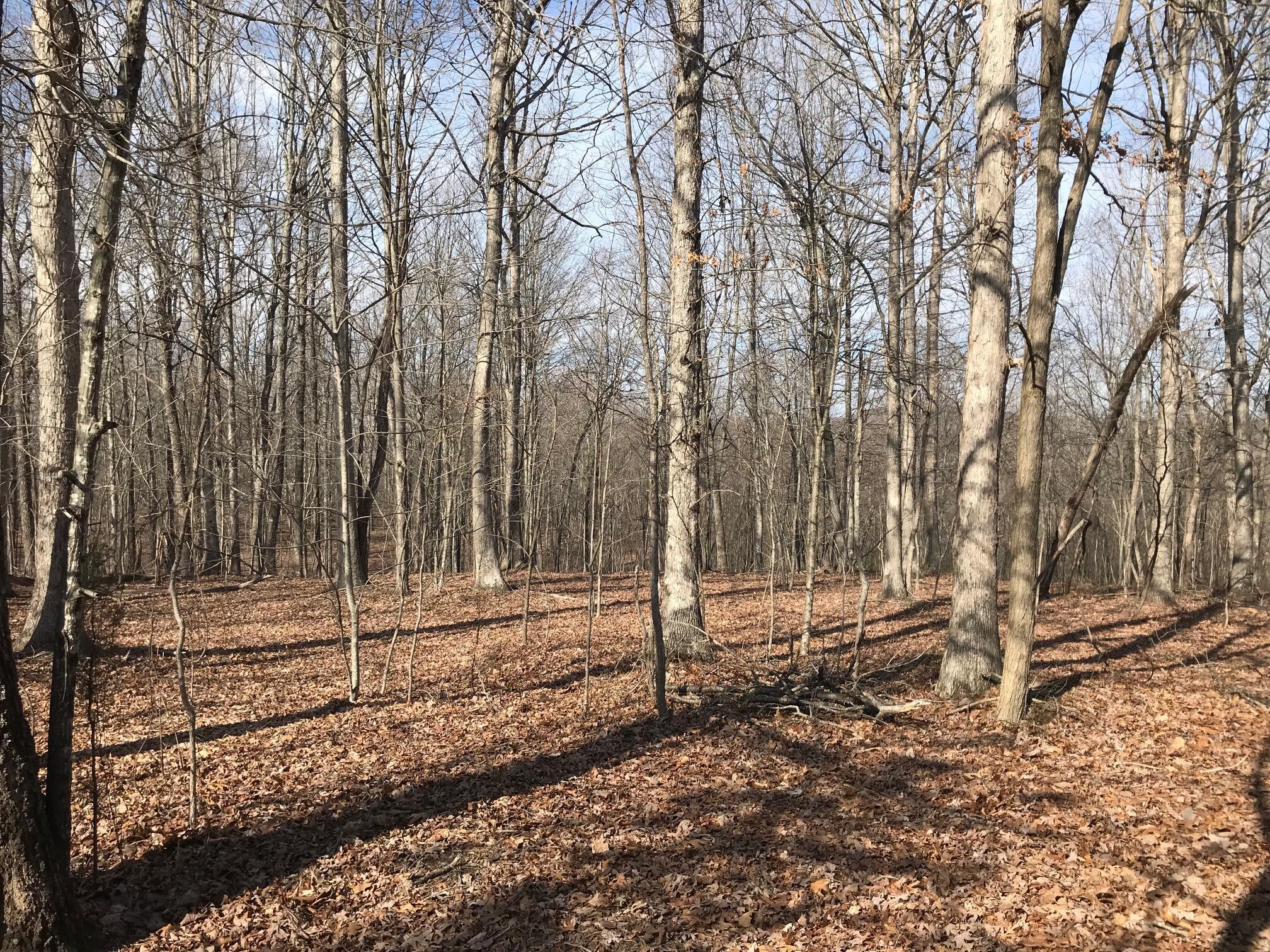 504 Wilderness Way, Dunlap, Tennessee image 3