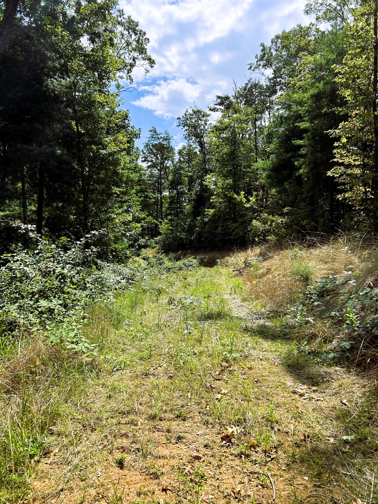 31.54 Acre Chestnut Mountain Road, Reliance, Tennessee image 12