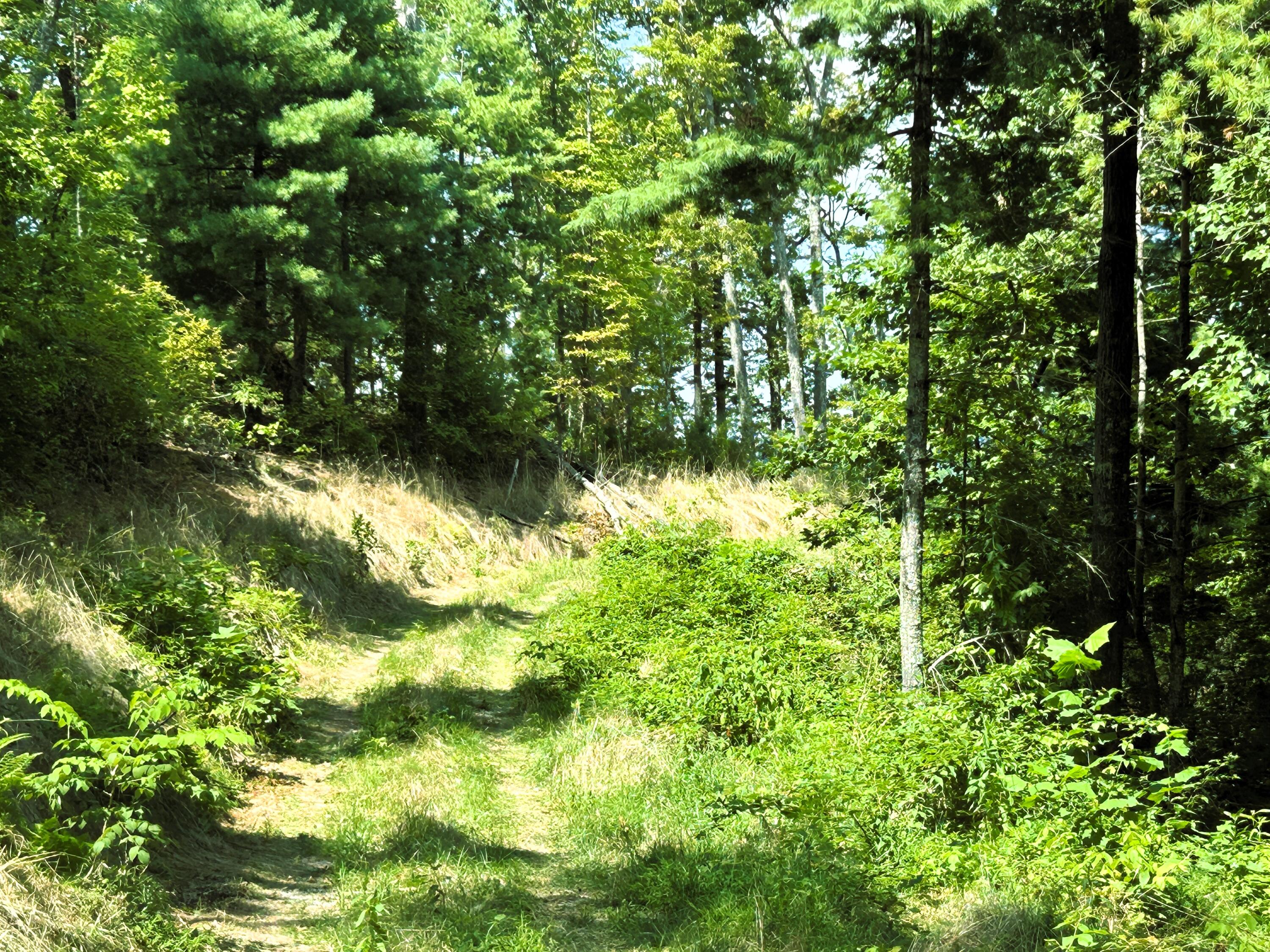 31.54 Acre Chestnut Mountain Road, Reliance, Tennessee image 9